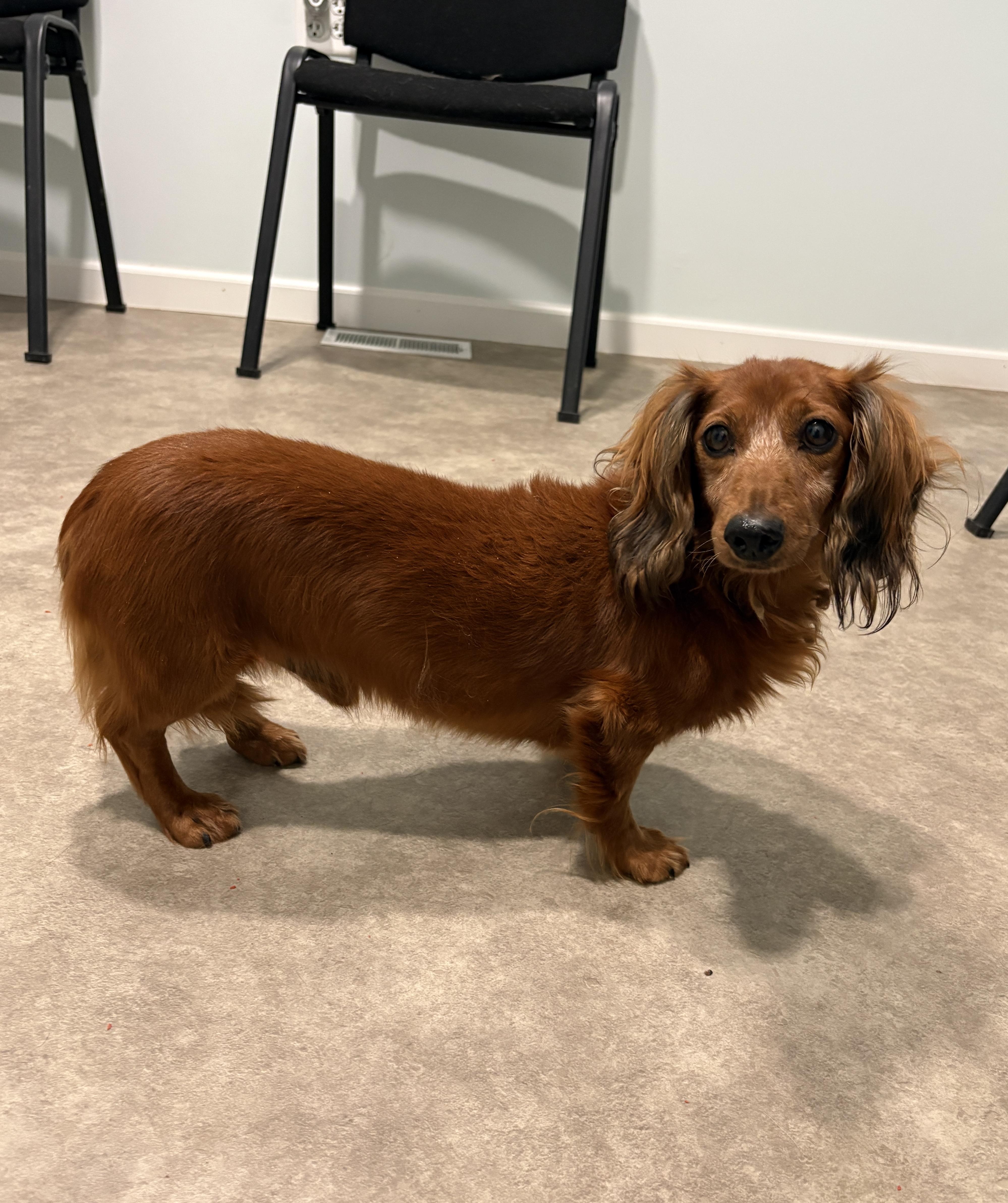 Enlarge Doc, a Adoptable Dachshund (Miniature Long Haired) in Grant, NE image 2/4