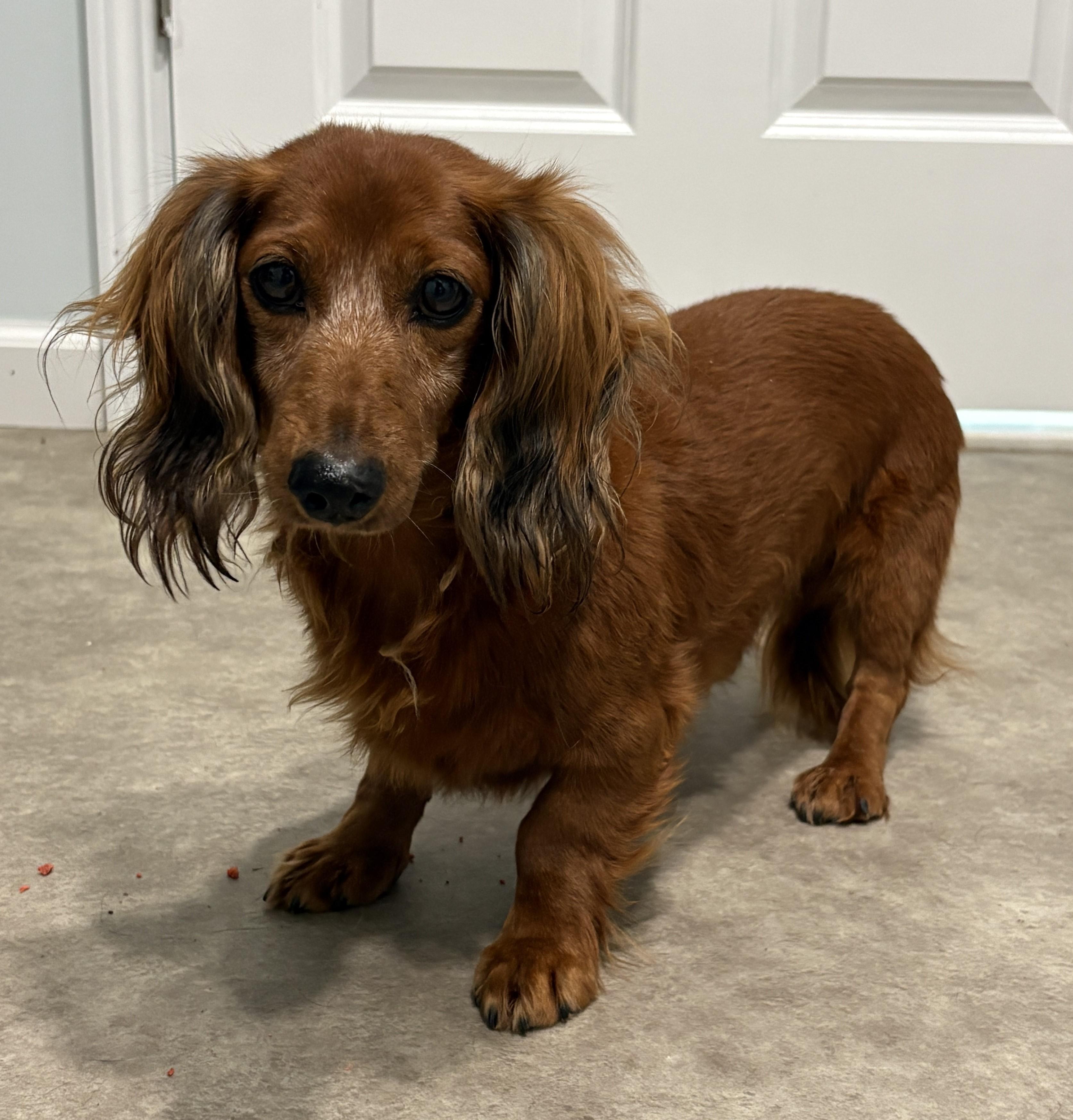 Enlarge Doc, a Adoptable Dachshund (Miniature Long Haired) in Grant, NE image 1/4