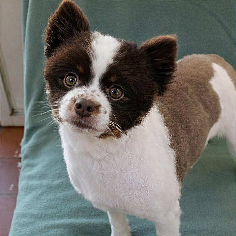 Enlarge Ducky in NH! Come Meet our Adoptable Dogs Wednesday-Saturday. More info in Bio! , a ADOPTABLE mixed breed in Manchester, NH image 1/1