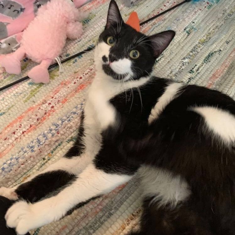 Enlarge Adlai, a Adoptable Domestic Short Hair in Eureka, CA image 1/8