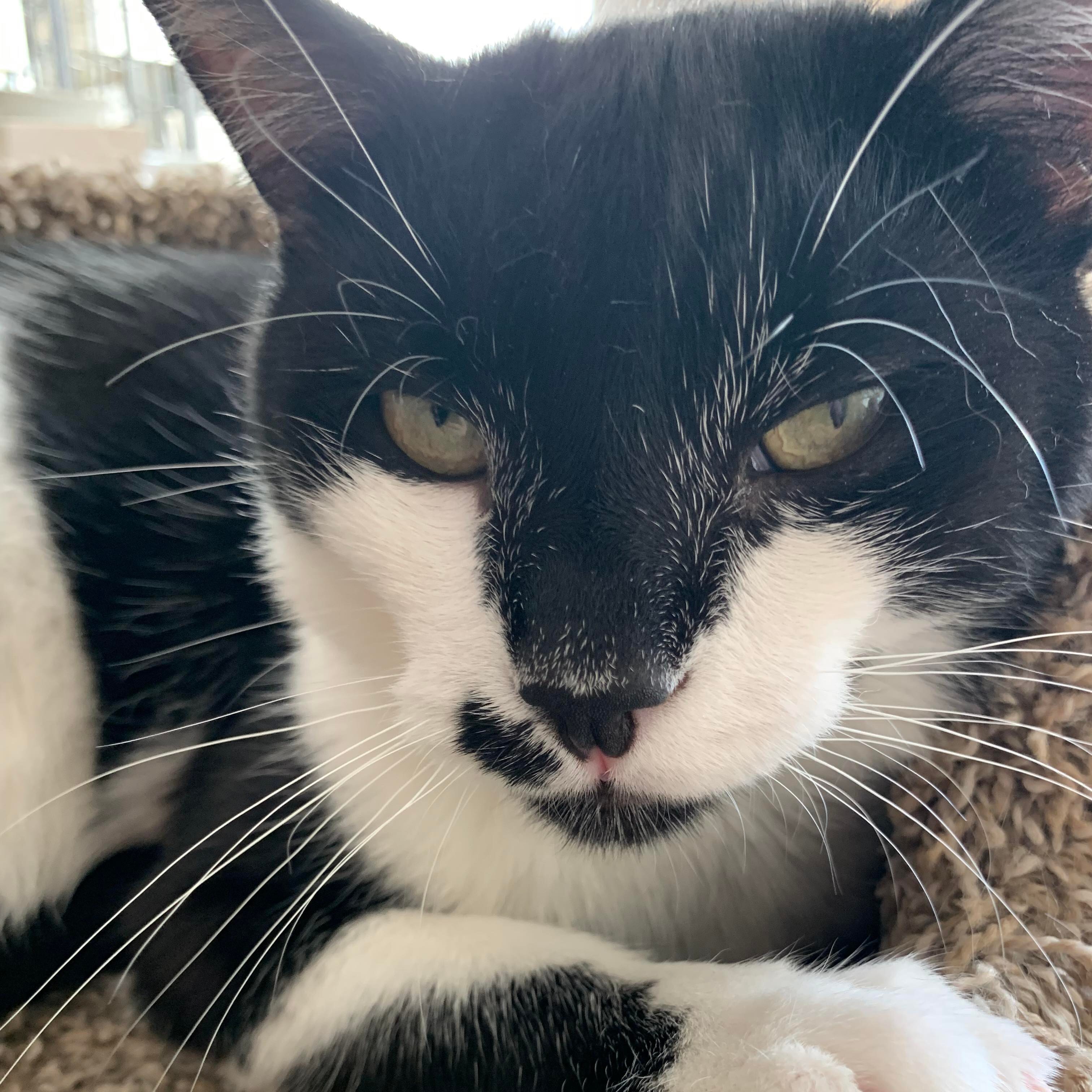 Enlarge Adlai, a Adoptable Domestic Short Hair in Eureka, CA image 2/8