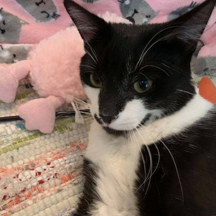 Enlarge Adlai, a Adoptable Domestic Short Hair in Eureka, CA image 3/8