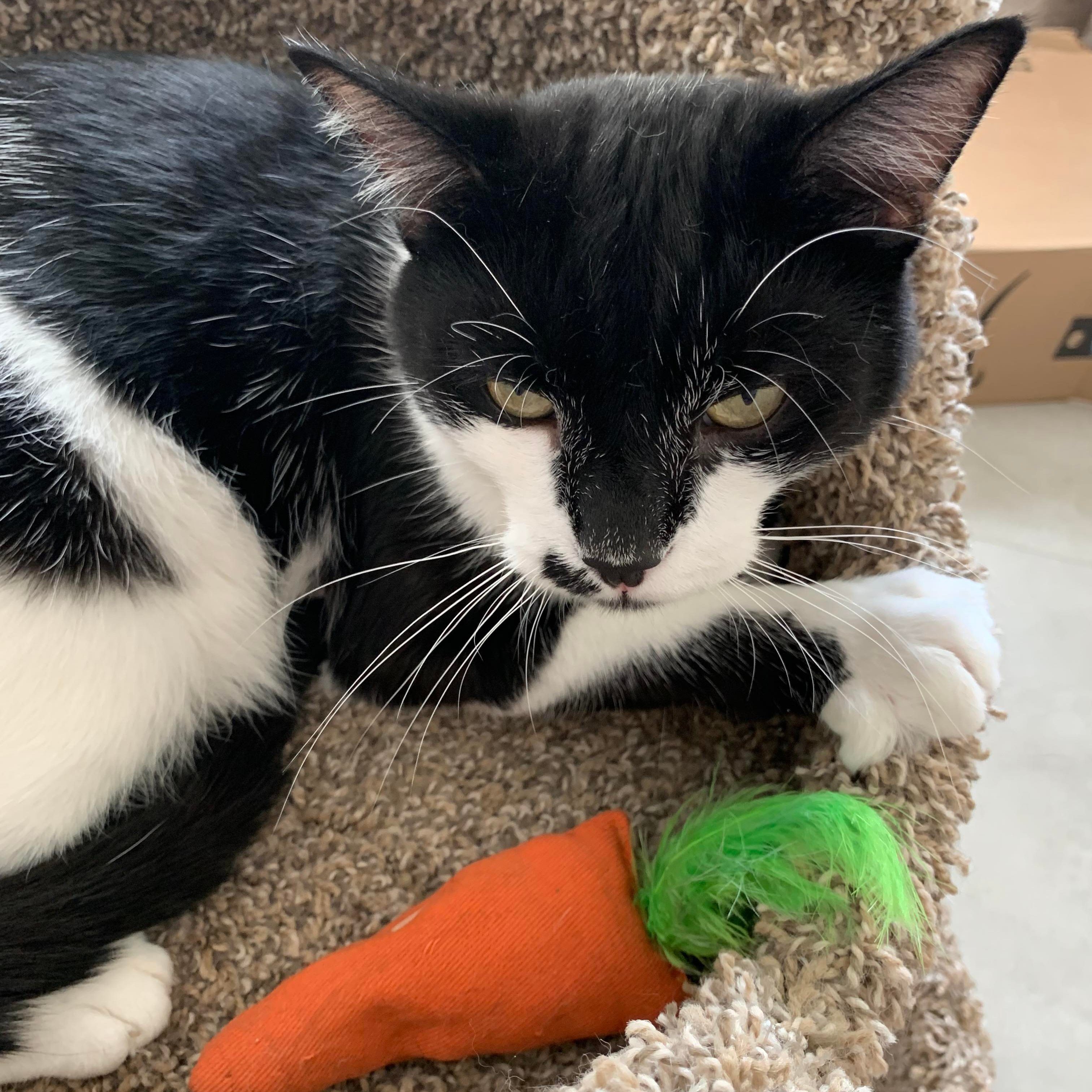 Enlarge Adlai, a Adoptable Domestic Short Hair in Eureka, CA image 4/8