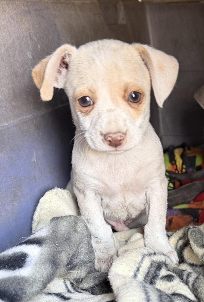 Enlarge Gringo, a Adoptable mixed breed in Seguin, TX image 1/1