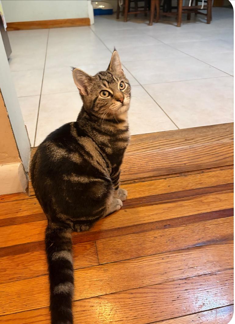 Ace, a Adoptable Tabby in Staten Island, NY image 1/5