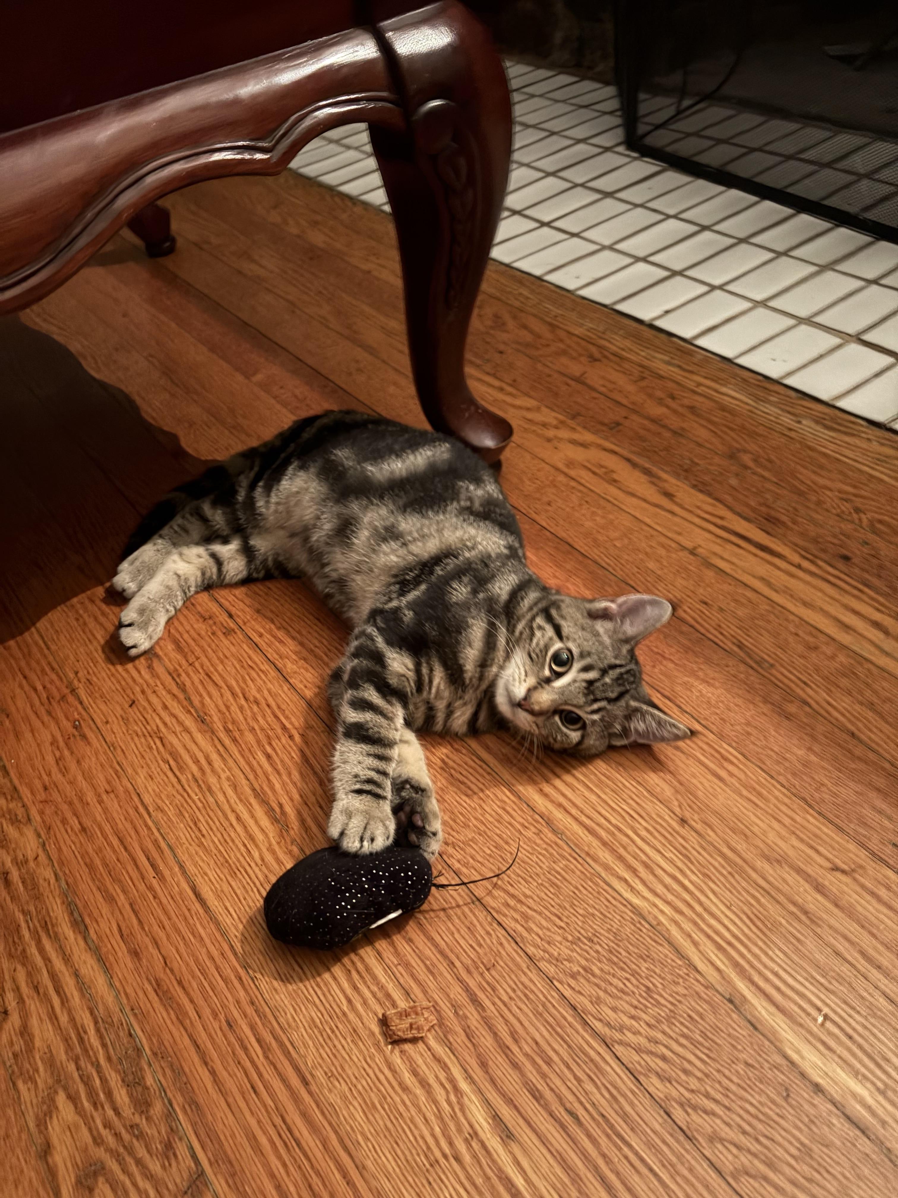 Ace, a Adoptable Tabby in Staten Island, NY image 2/5