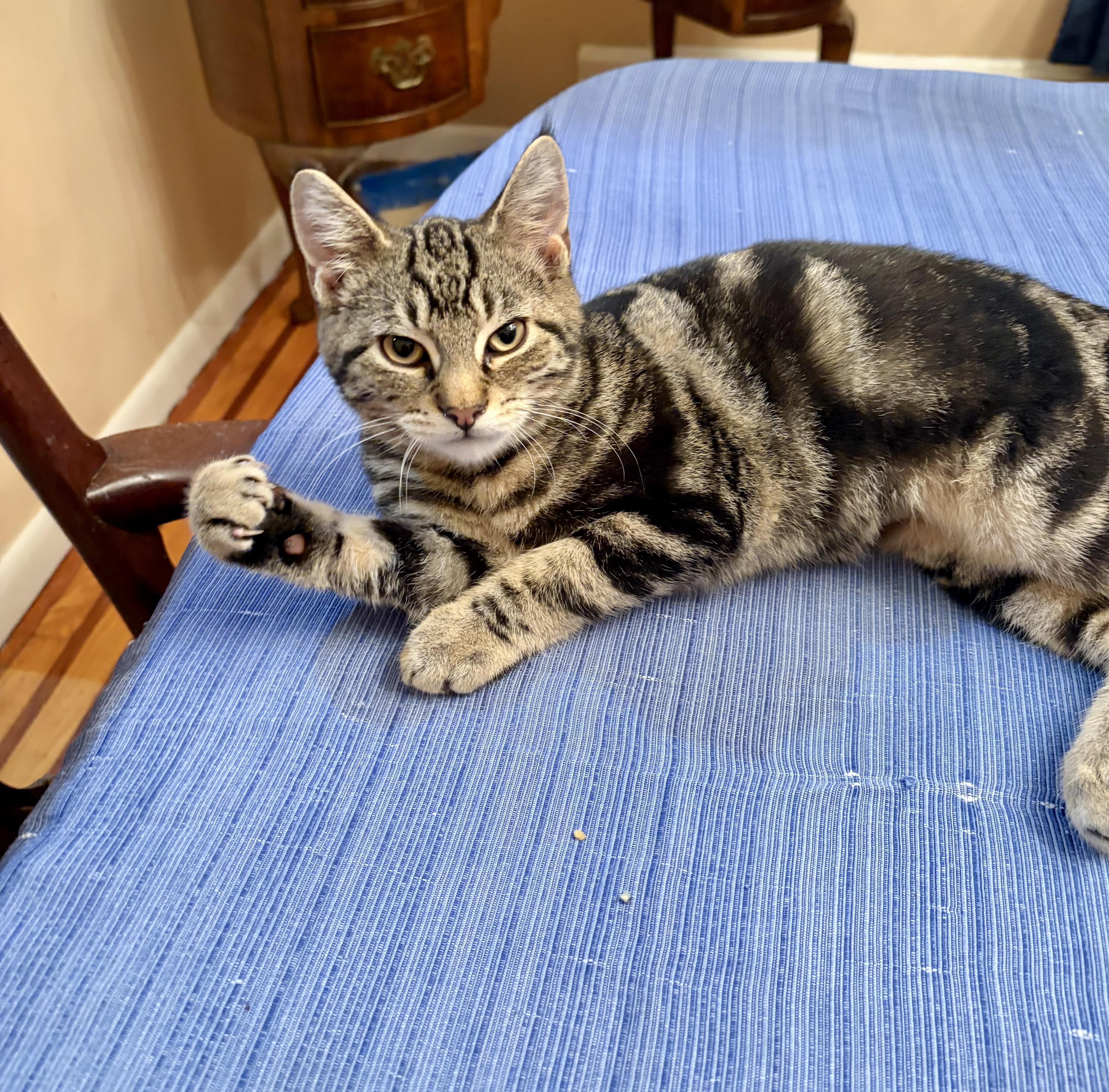 Ace, a Adoptable Tabby in Staten Island, NY image 3/5