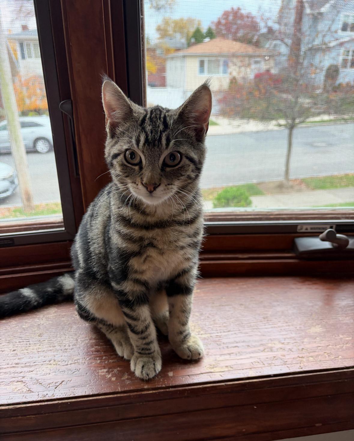 Ace, a Adoptable Tabby in Staten Island, NY image 4/5