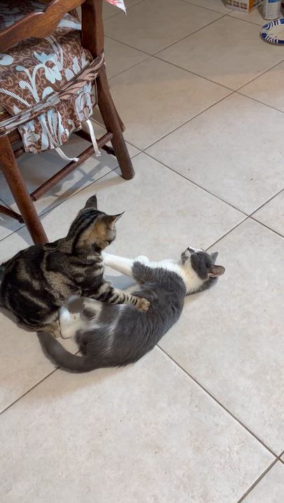 Enlarge Ace, a Adoptable Tabby in Staten Island, NY video 5/5