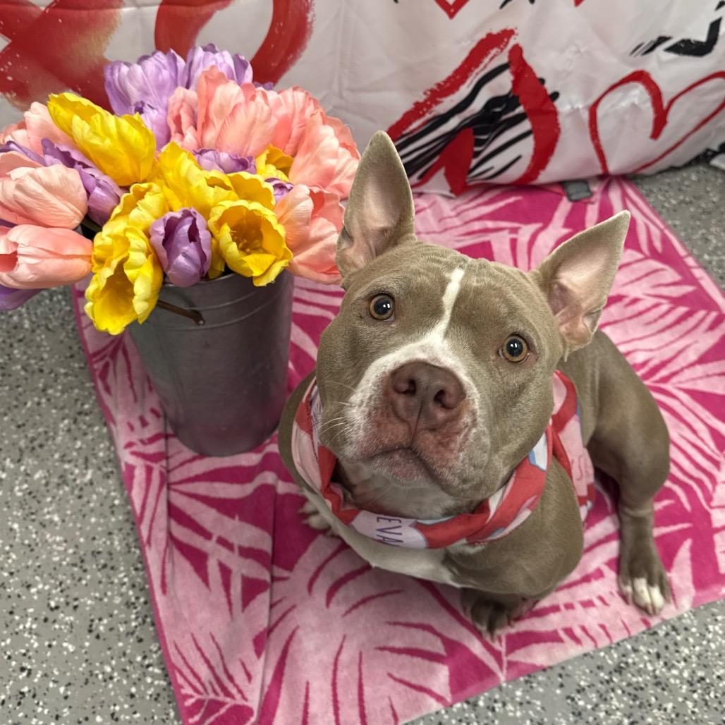 Maple, a Adoptable Pit Bull Terrier in Henderson, NV image 1/2