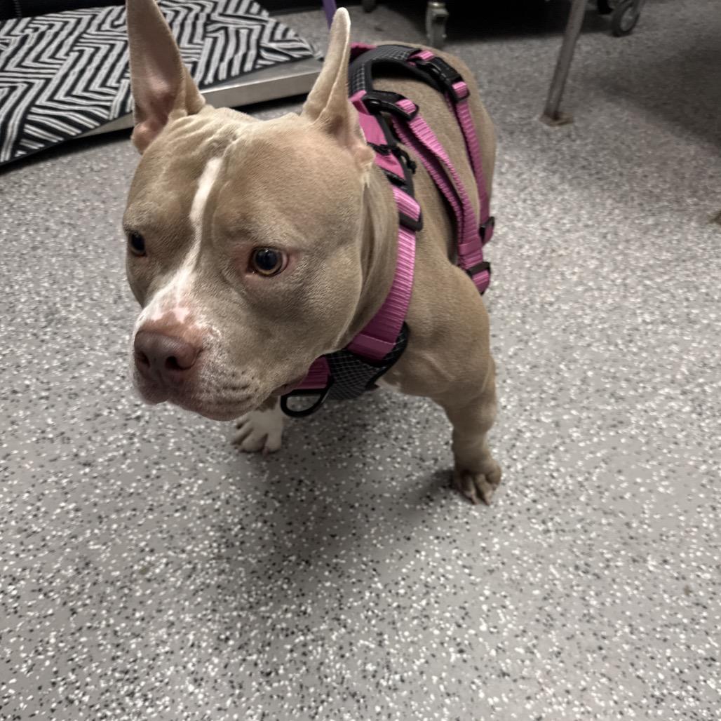 Maple, a Adoptable Pit Bull Terrier in Henderson, NV image 2/2