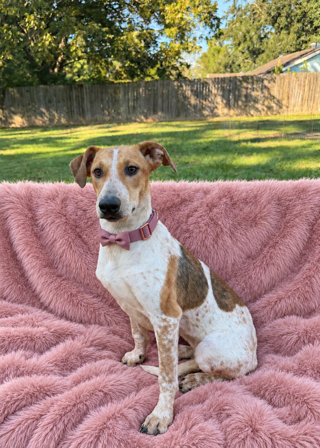 Gemma, Adoptable, Young Female American Foxhound.