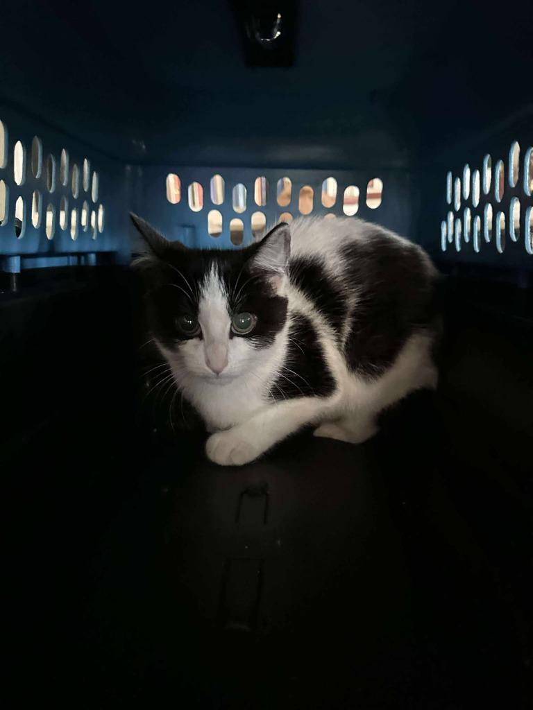 Summer, Adoptable, Young Female Domestic Short Hair.