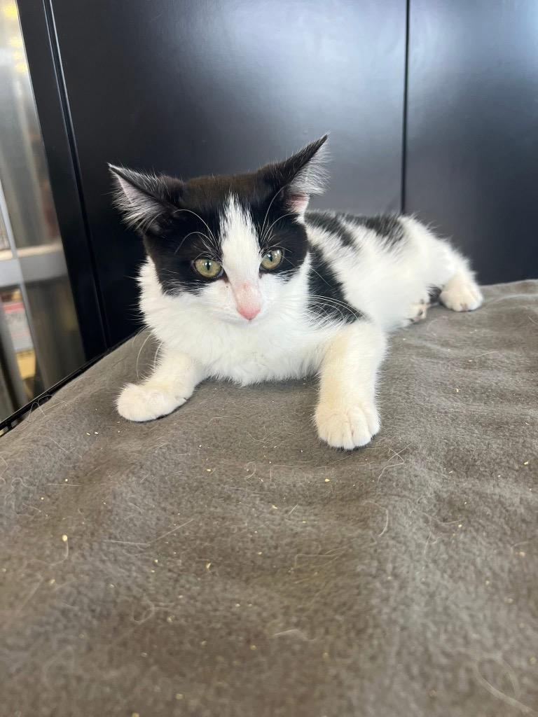 Summer, a Adoptable Domestic Short Hair in Cloquet, MN image 1/2