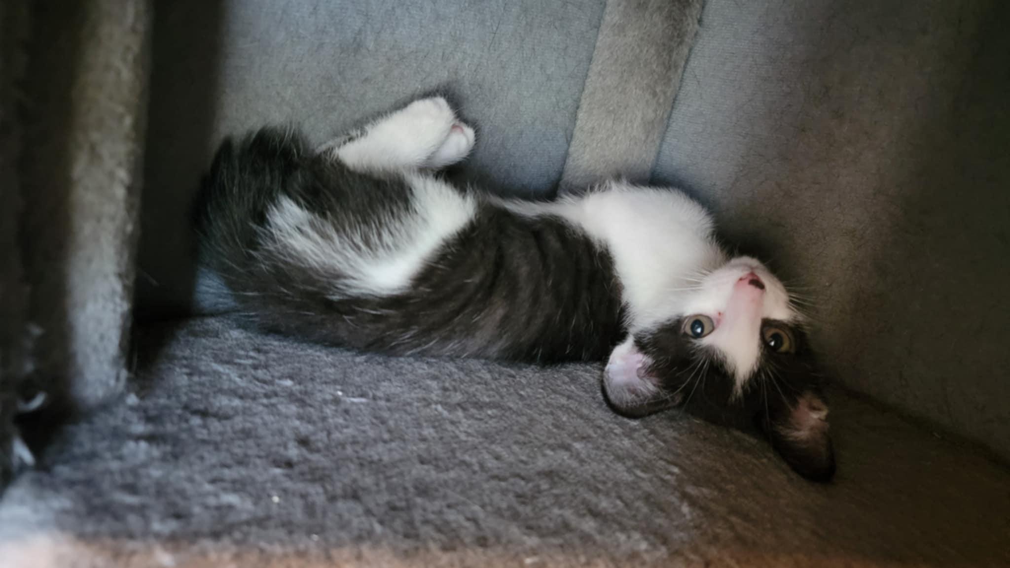 Enlarge Stubby, a Adoptable Domestic Short Hair in Crown Point, IN image 1/2