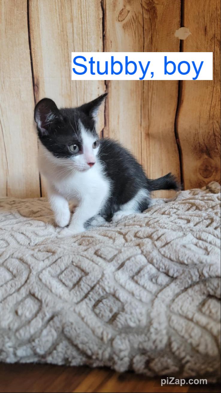 Enlarge Stubby, a Adoptable Domestic Short Hair in Crown Point, IN image 2/2