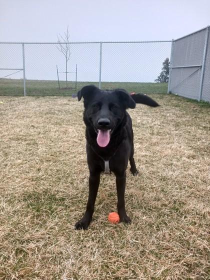 Jordan, a Adoptable mixed breed in Missoula, MT image 1/3