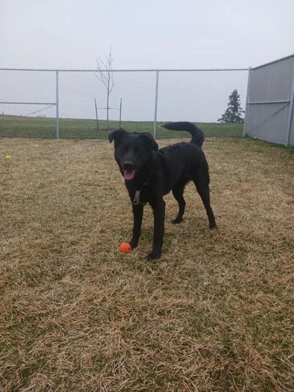 Jordan, a Adoptable mixed breed in Missoula, MT image 2/3
