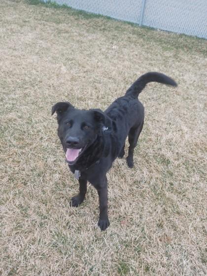 Jordan, a Adoptable mixed breed in Missoula, MT image 3/3