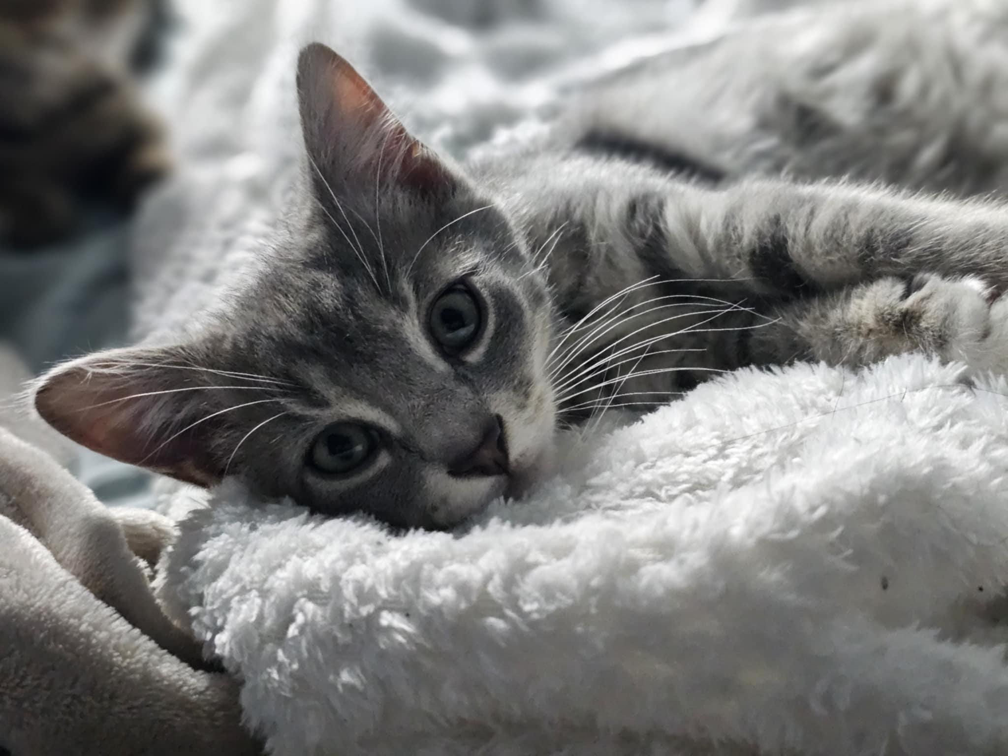 Westley, Adoptable, Kitten Male Domestic Short Hair.