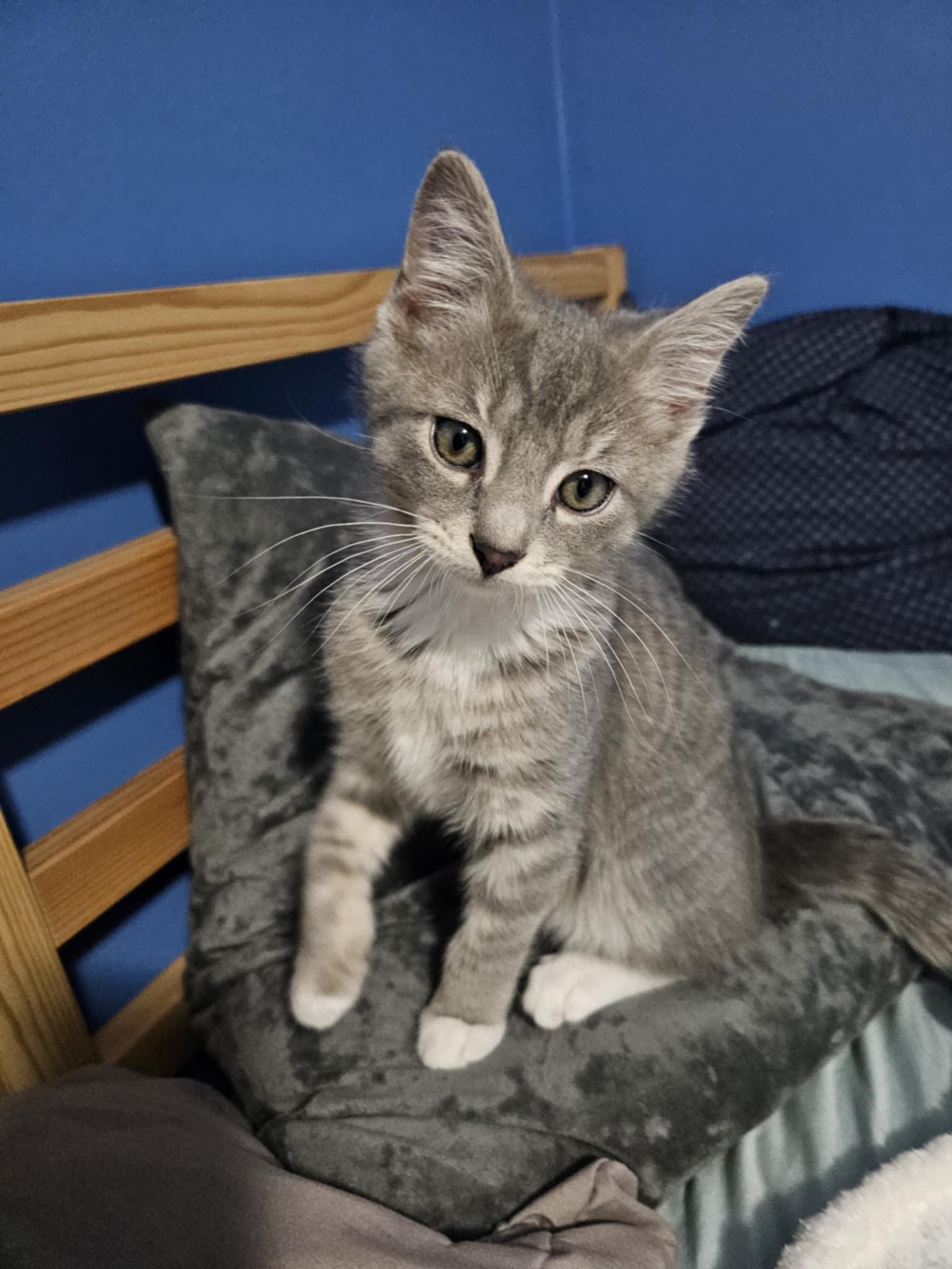 Enlarge Westley, a Adoptable Domestic Short Hair in Baltimore, MD image 2/2