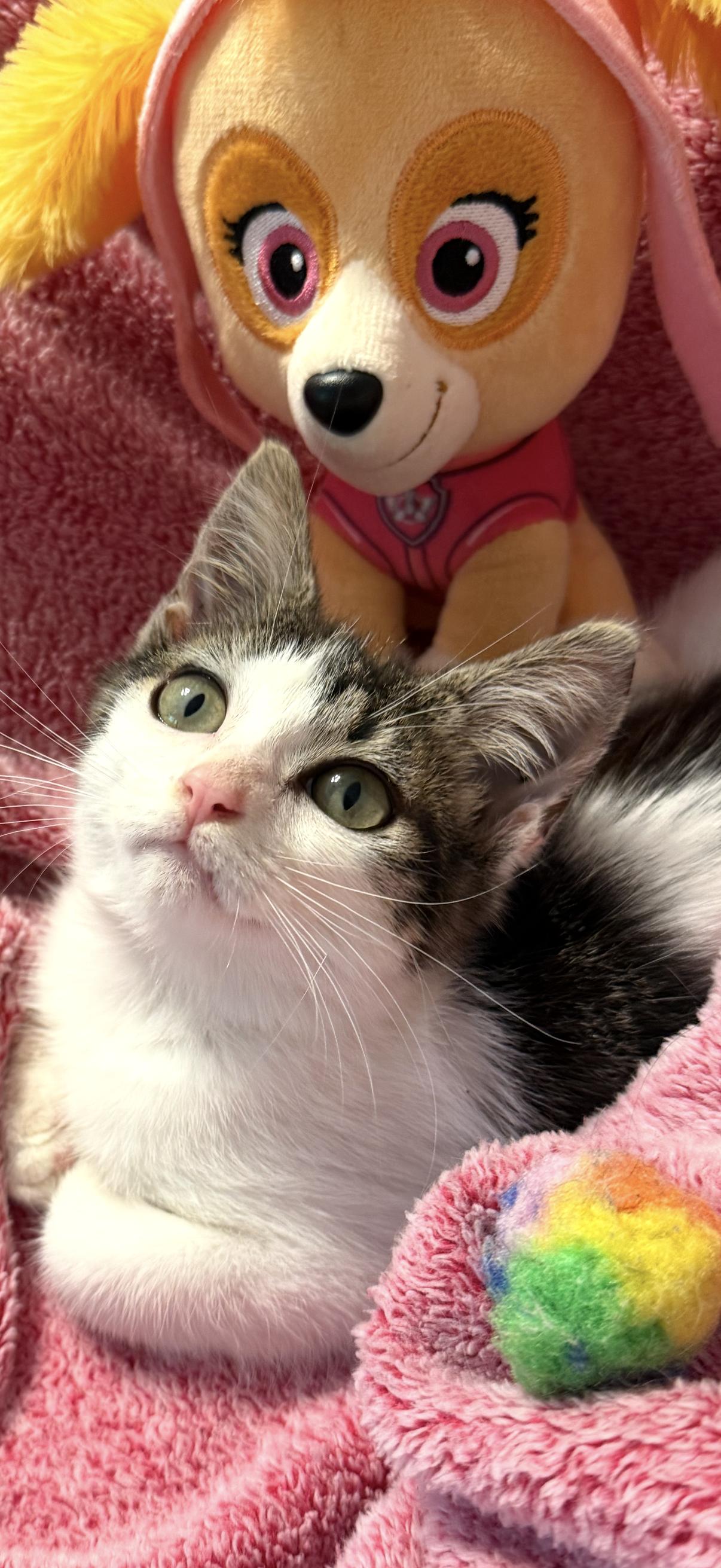 Hammy, an adopted Domestic Short Hair in Concord, NH image 4/6