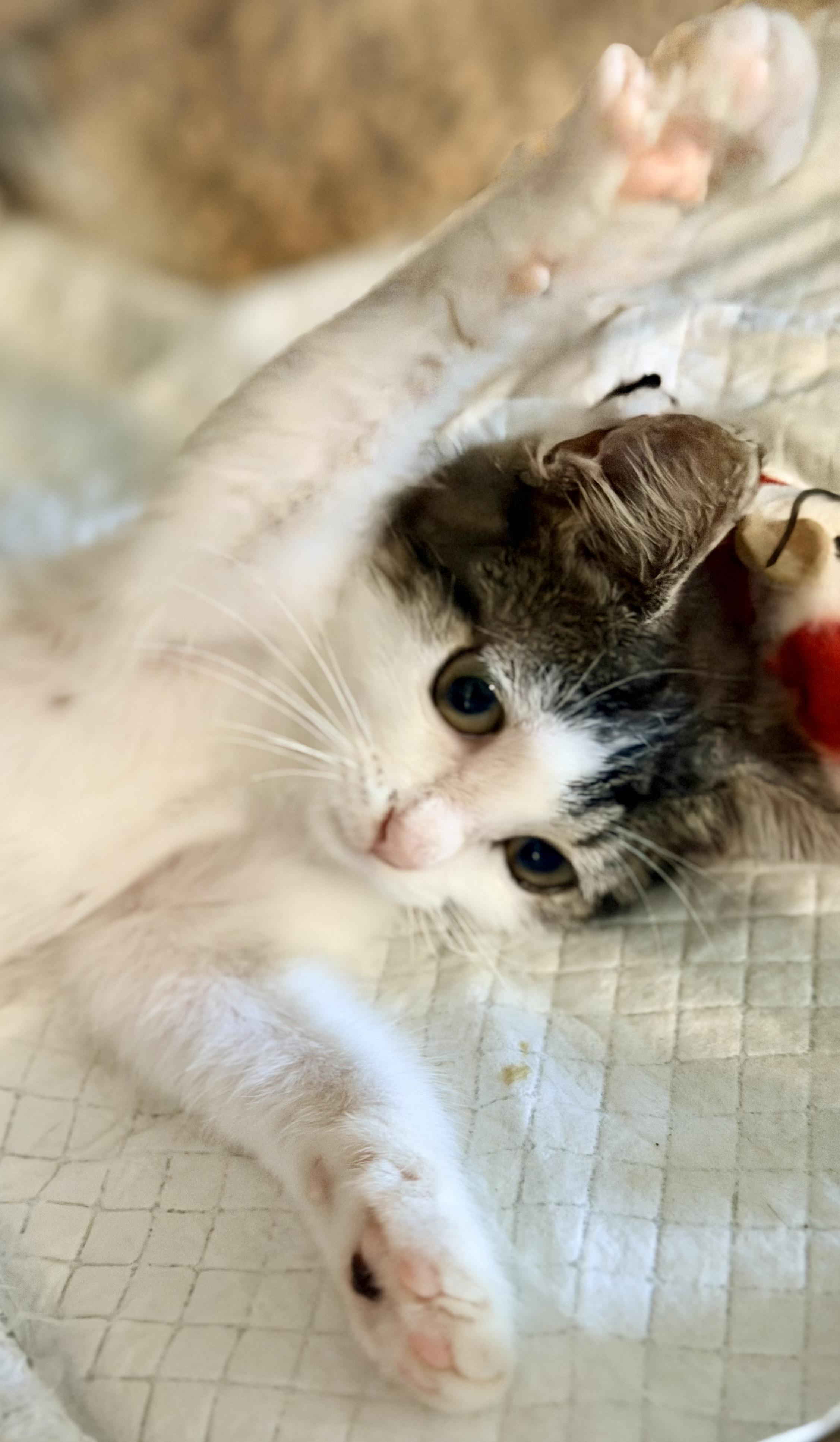 Hammy, an adopted Domestic Short Hair in Concord, NH image 3/6