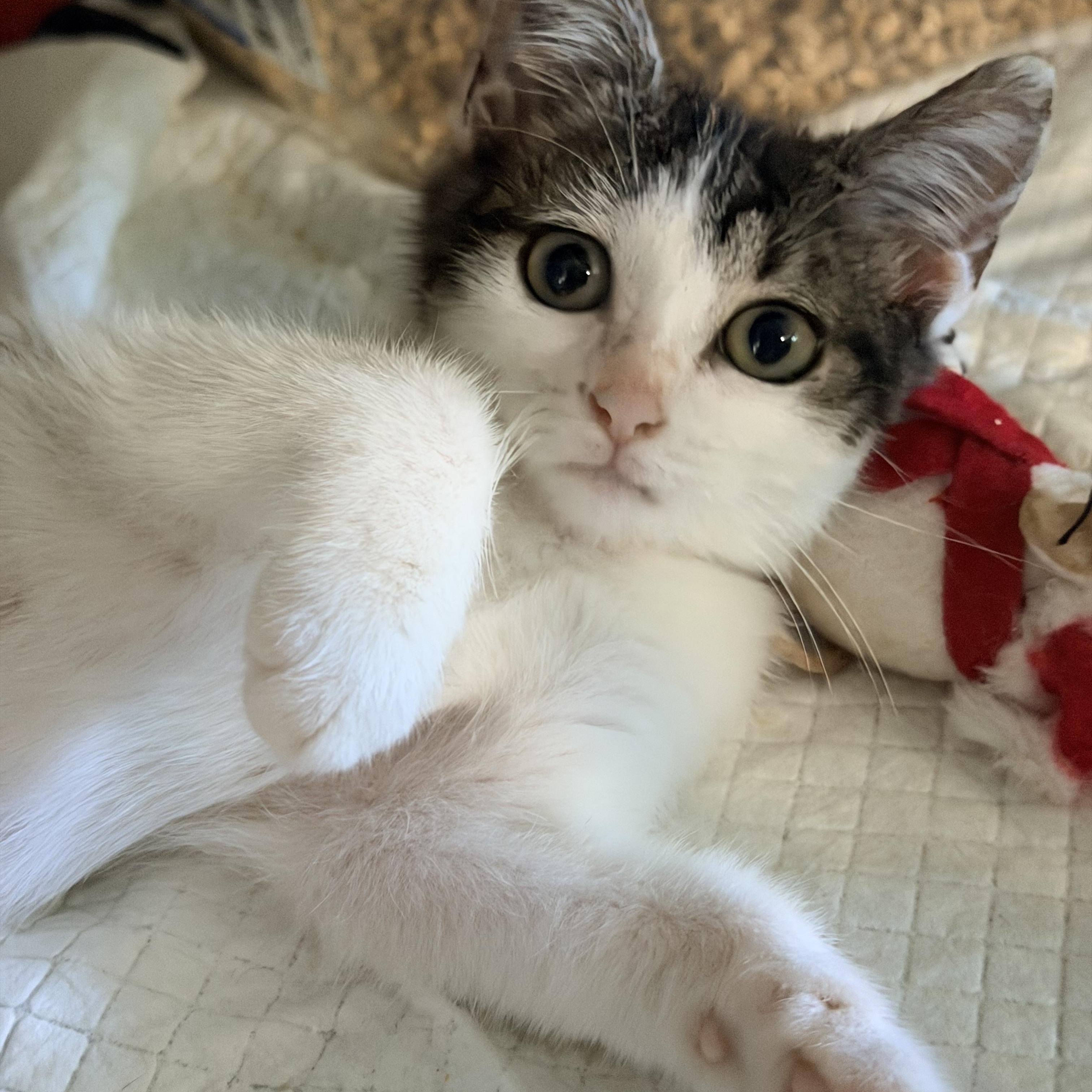 Hammy, an adopted Domestic Short Hair in Concord, NH image 6/6