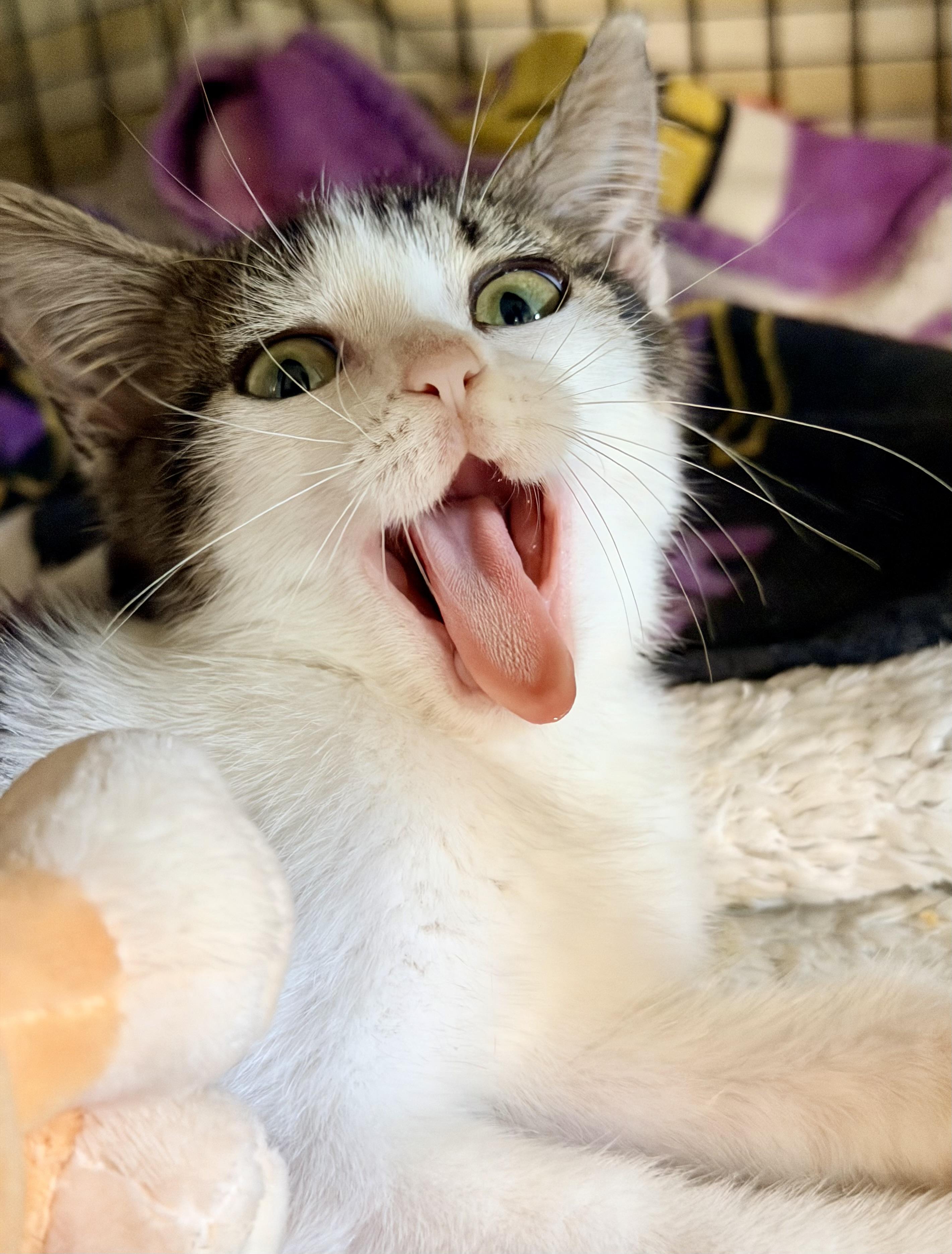 Hammy, an adopted Domestic Short Hair in Concord, NH image 2/6
