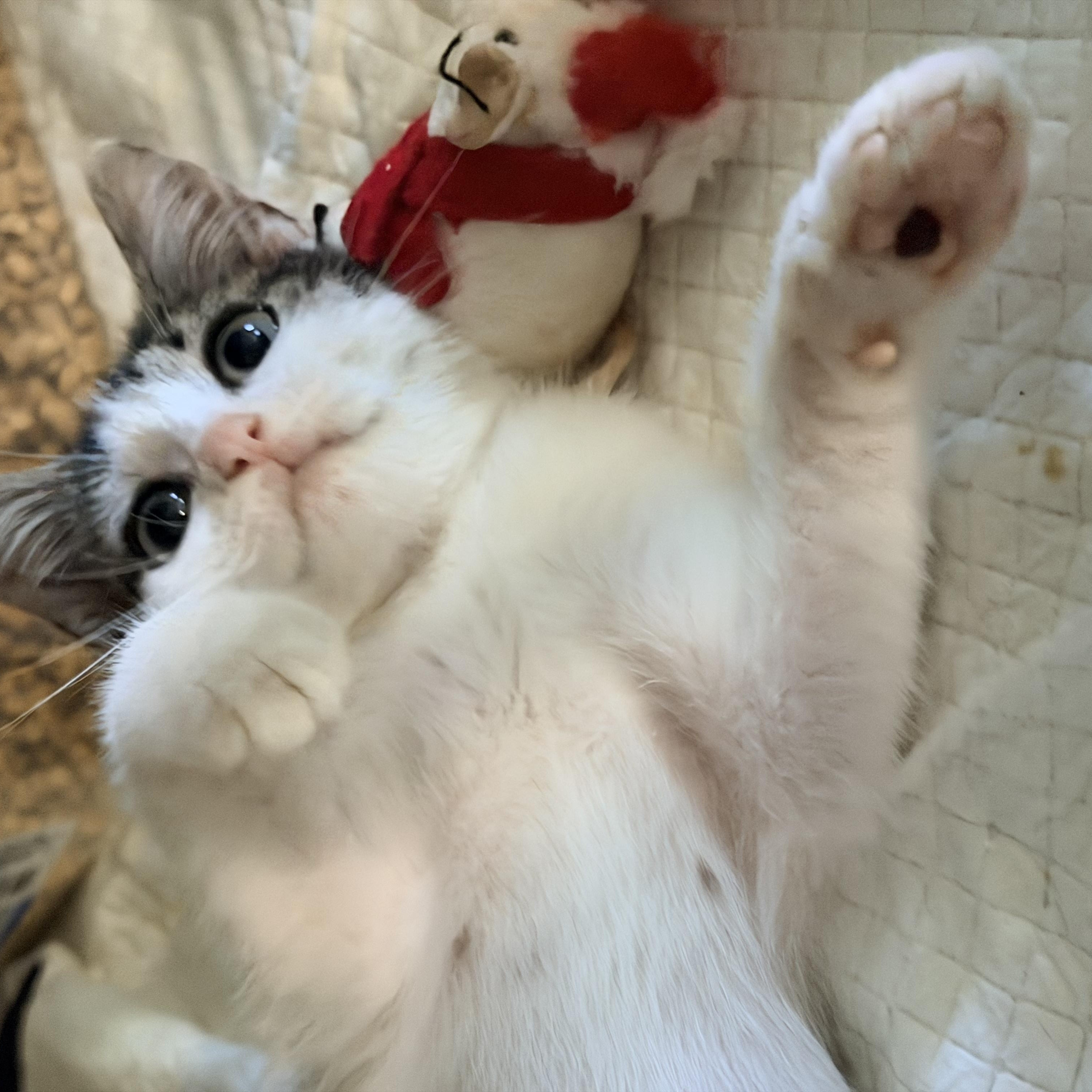 Hammy, adopted, Kitten Male Domestic Short Hair.