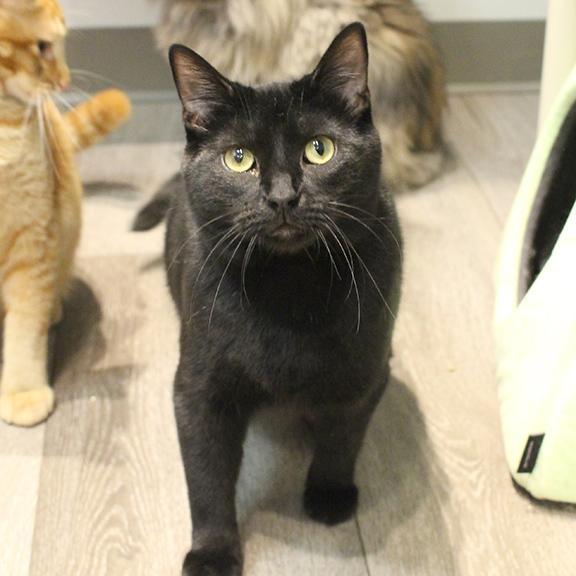 Enlarge Percy, a Adoptable Domestic Short Hair in Overland Park, KS image 2/3
