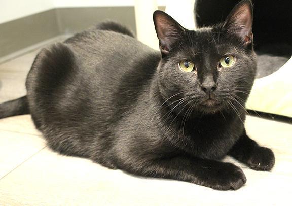 Enlarge Percy, a Adoptable Domestic Short Hair in Overland Park, KS image 3/3