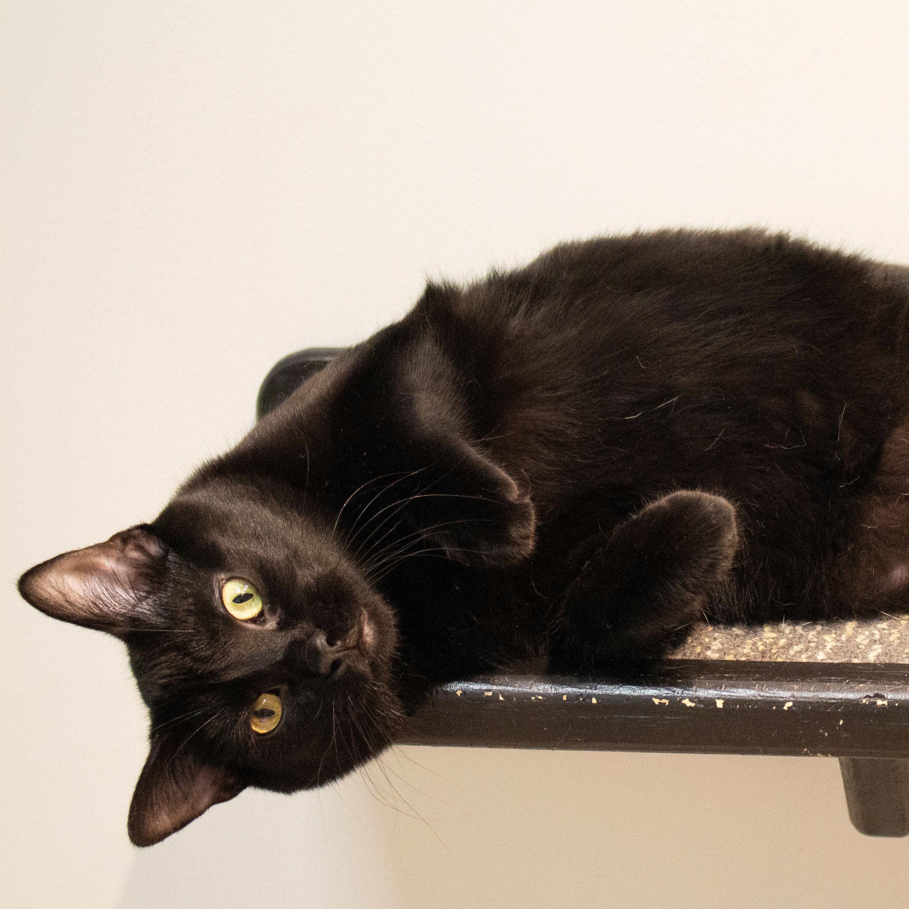 Percy, Adoptable, Kitten Male Domestic Short Hair.