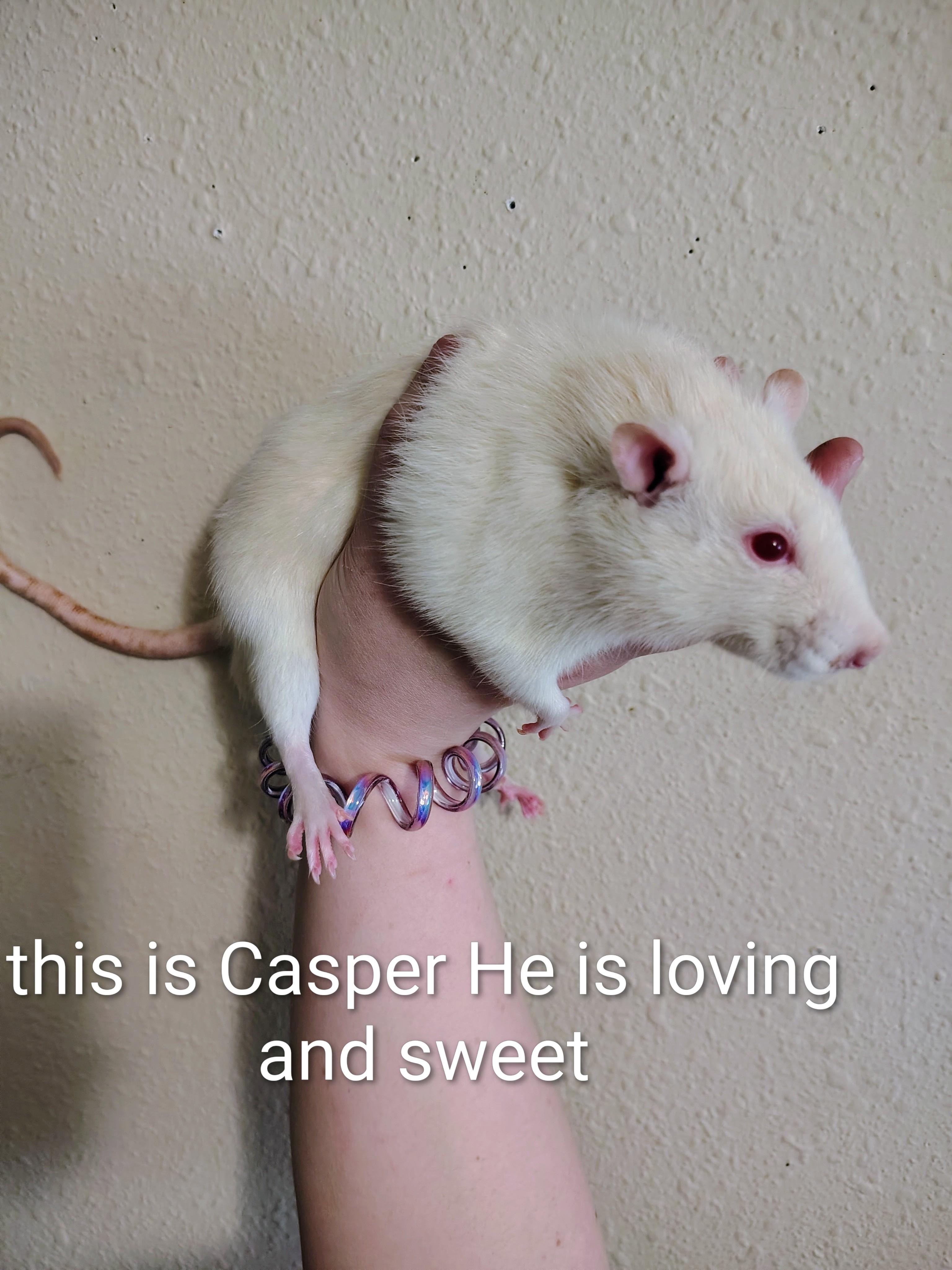 Enlarge **COURTESY LISTING** Casper & Mini Me, a Adoptable Rat in Moscow, ID image 2/2