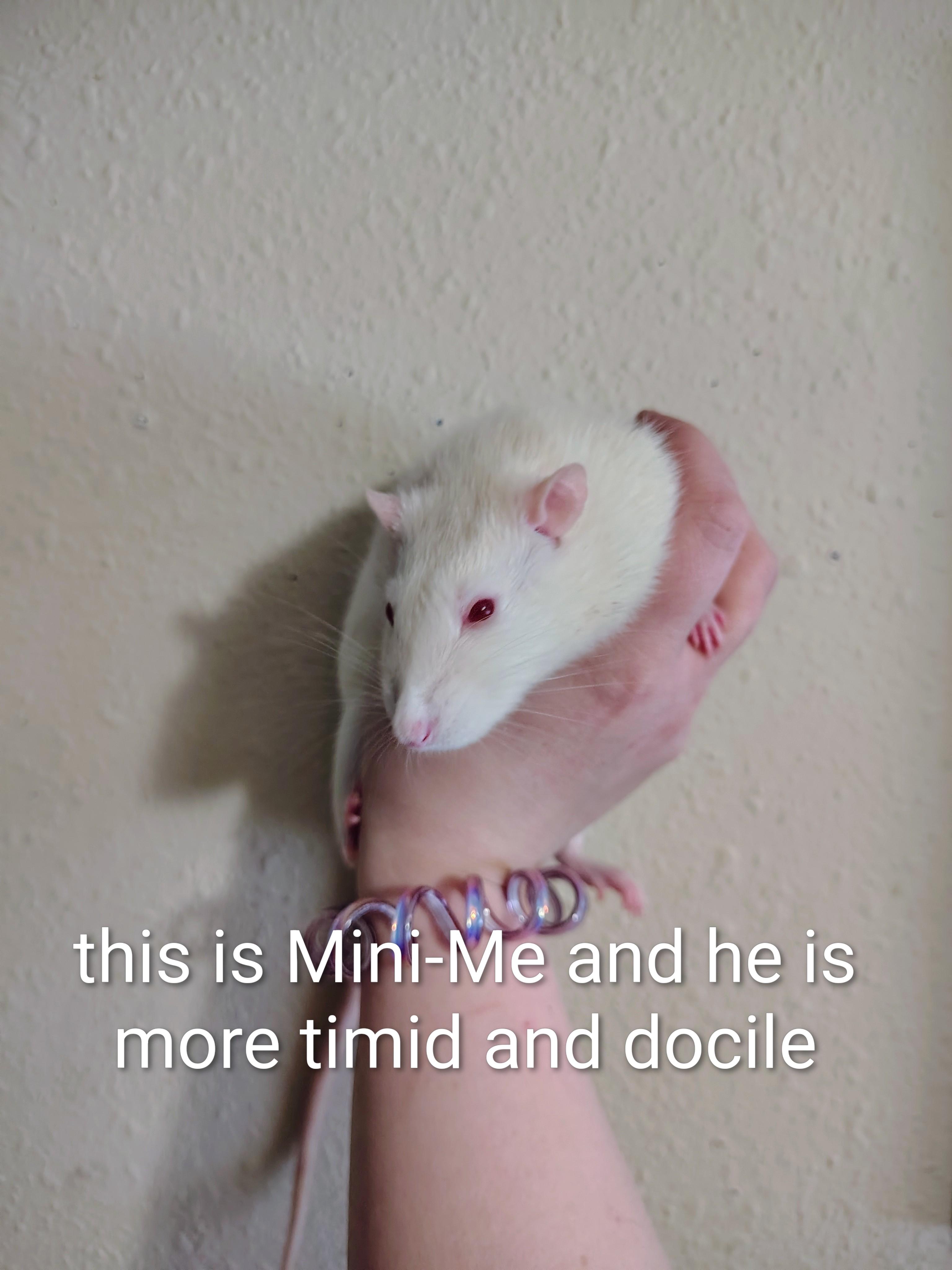 Enlarge **COURTESY LISTING** Casper & Mini Me, a Adoptable Rat in Moscow, ID image 1/2