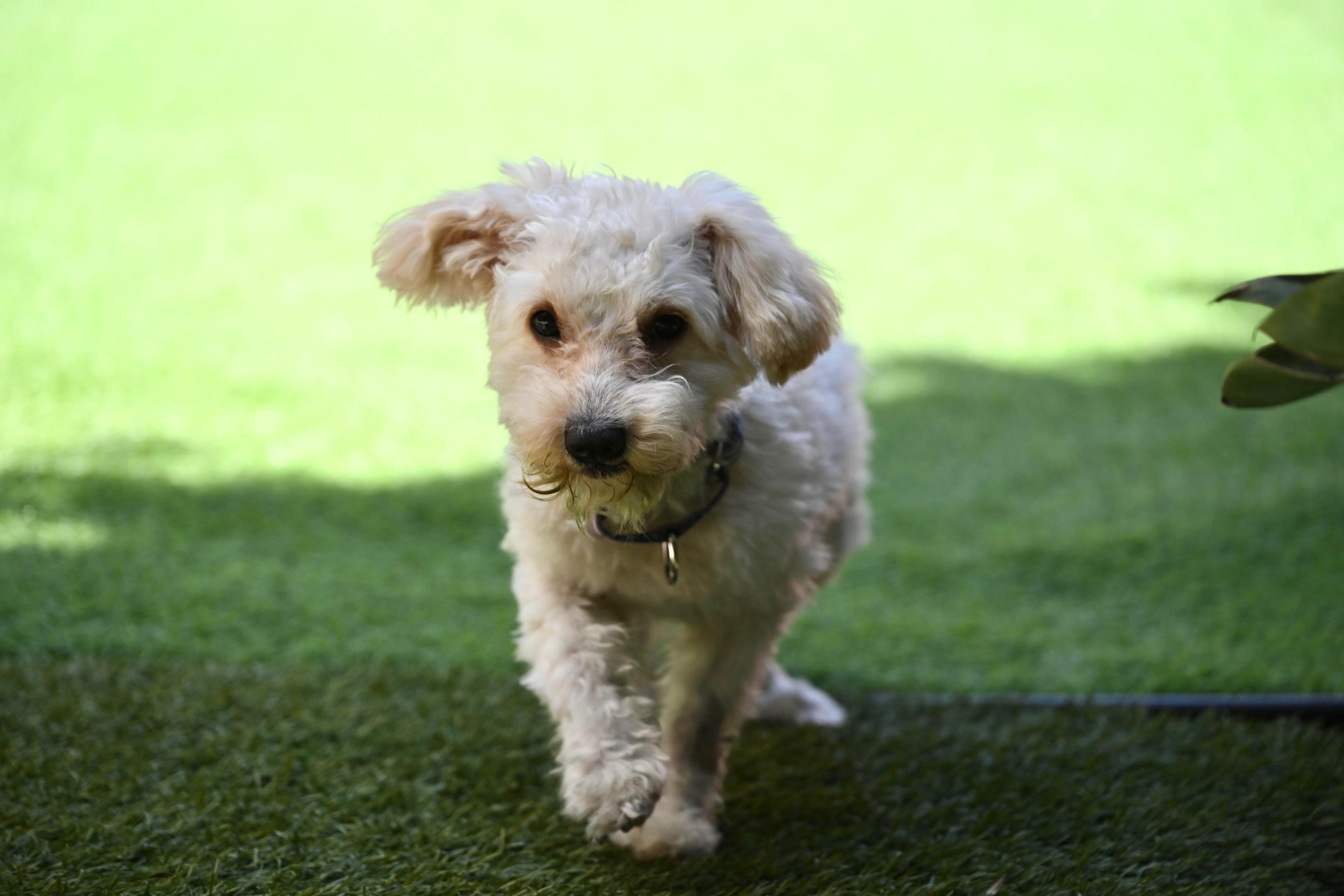 Enlarge Magnificent and Marvelous Murphy, an adopted mixed breed in Carlsbad, CA image 1/3