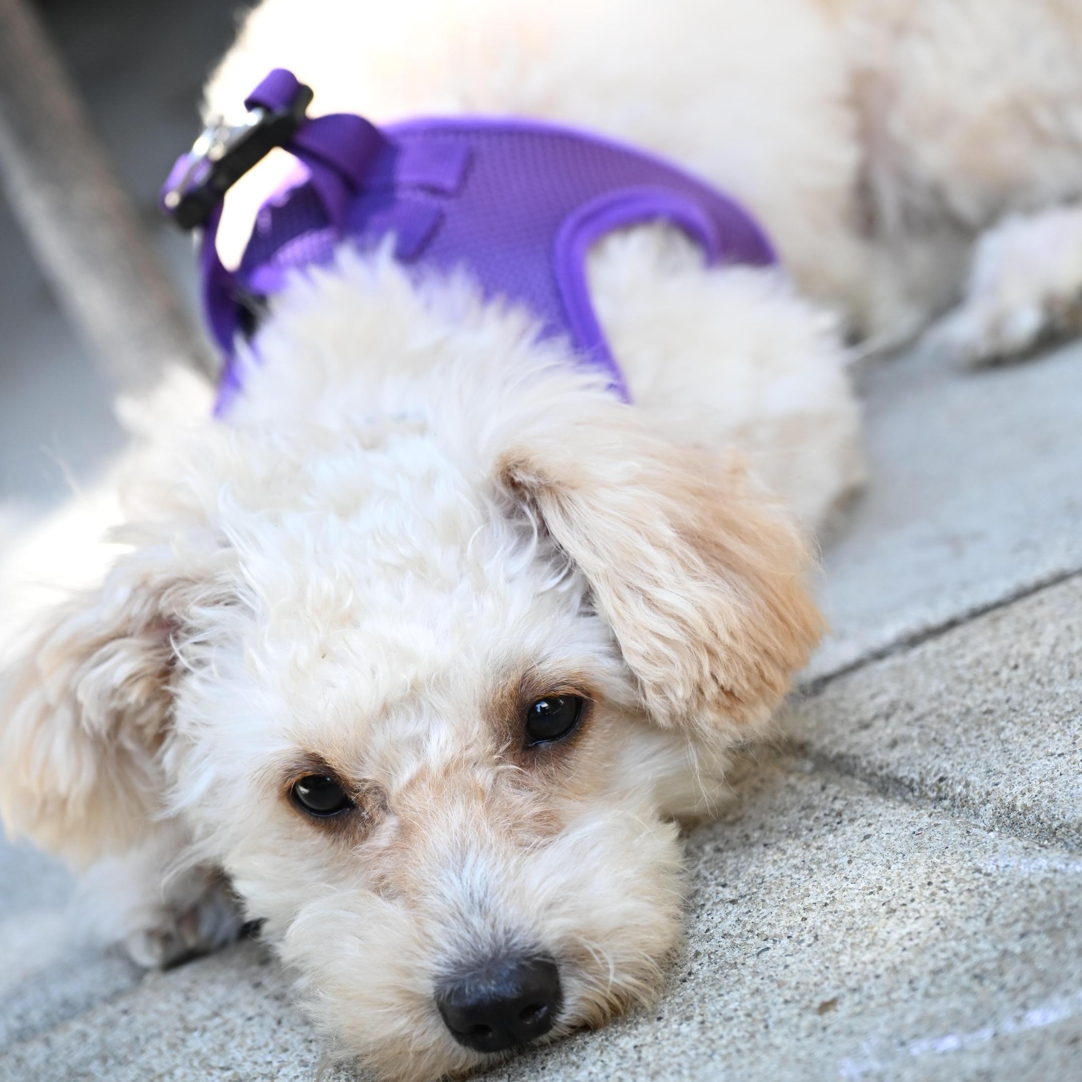 Enlarge Magnificent and Marvelous Murphy, an adopted mixed breed in Carlsbad, CA image 3/3