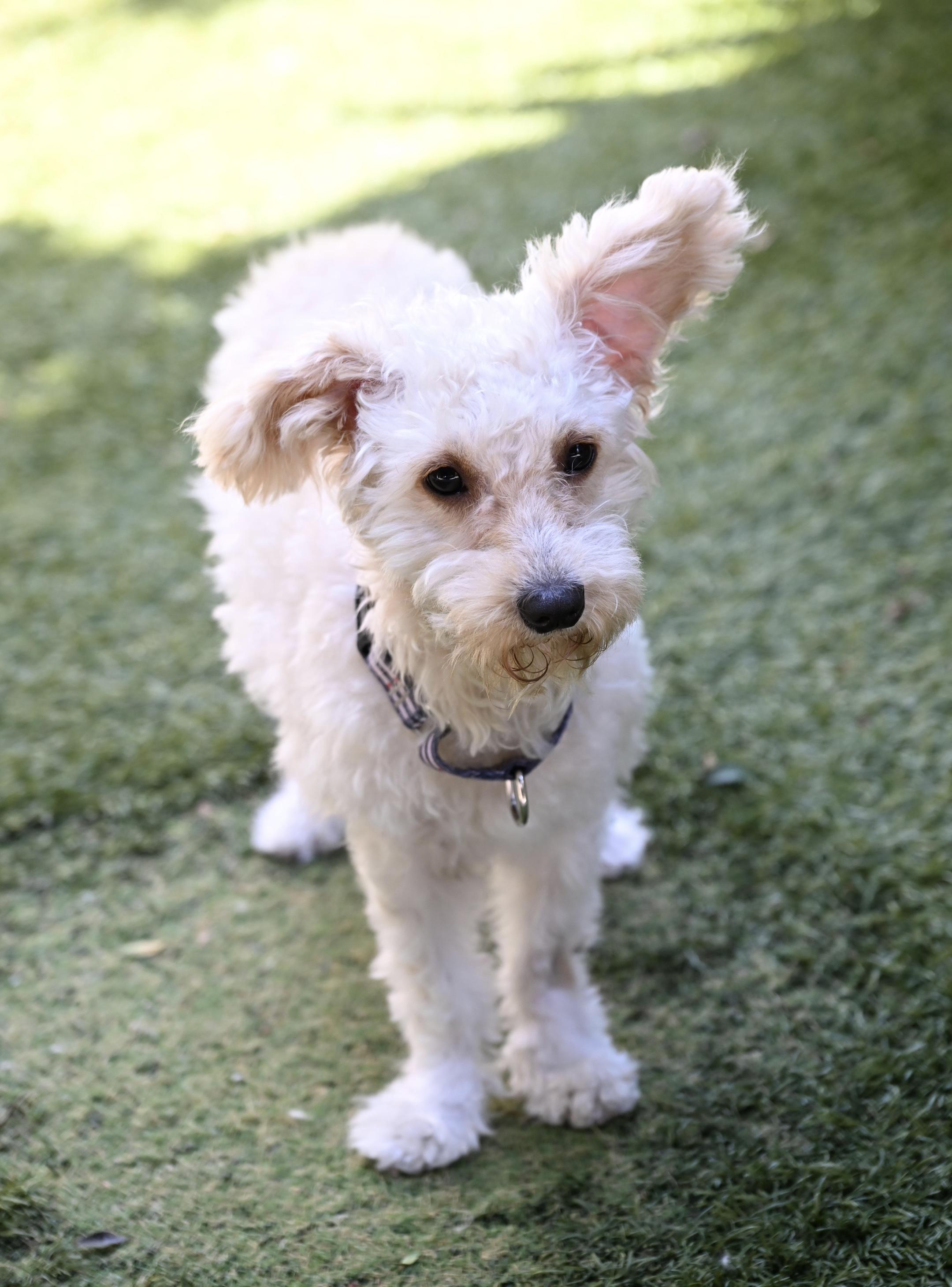 Enlarge Magnificent and Marvelous Murphy, an adopted mixed breed in Carlsbad, CA image 2/3