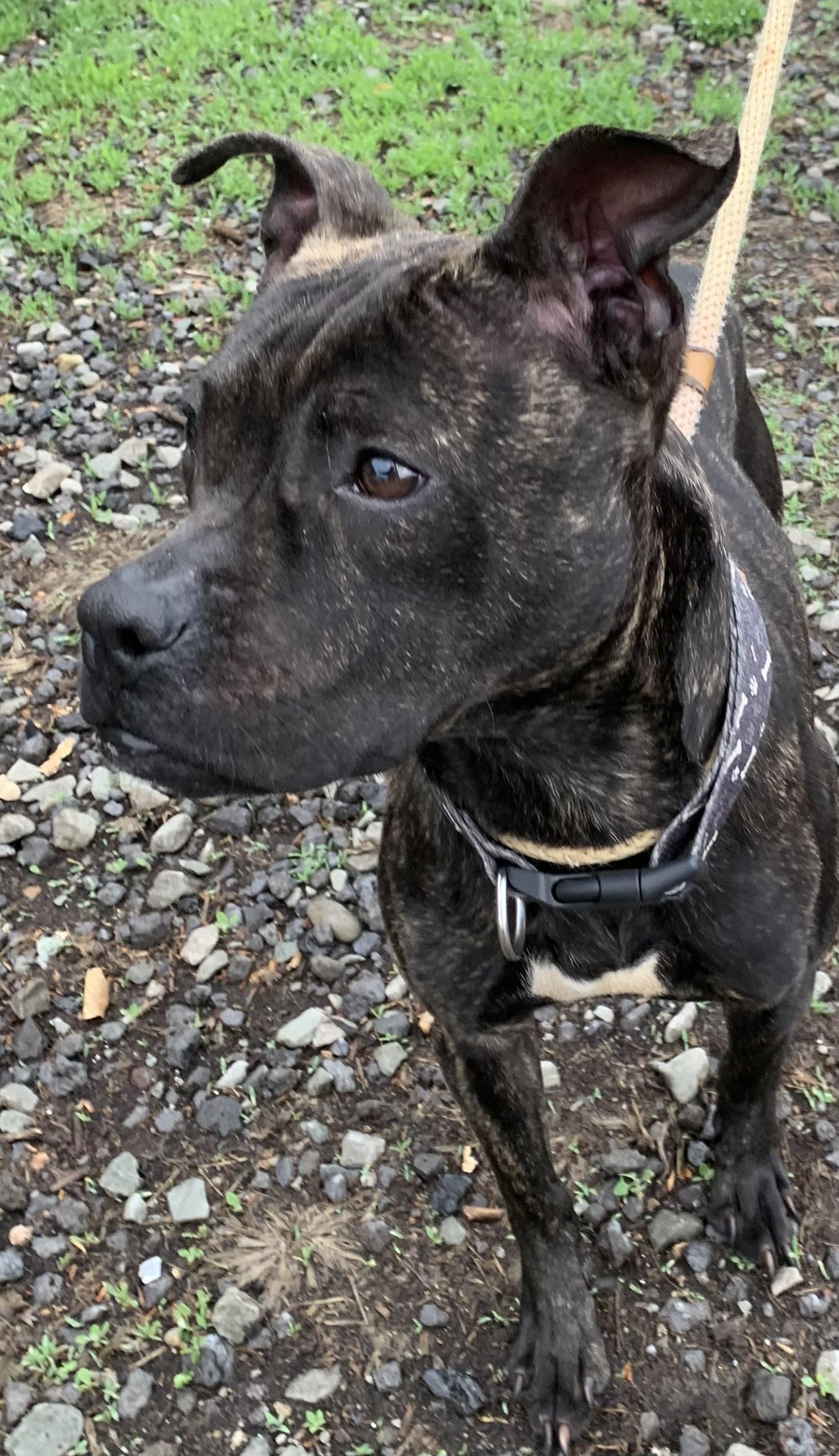 Pip, an adopted Mixed Breed in McKeesport, PA image 4/6