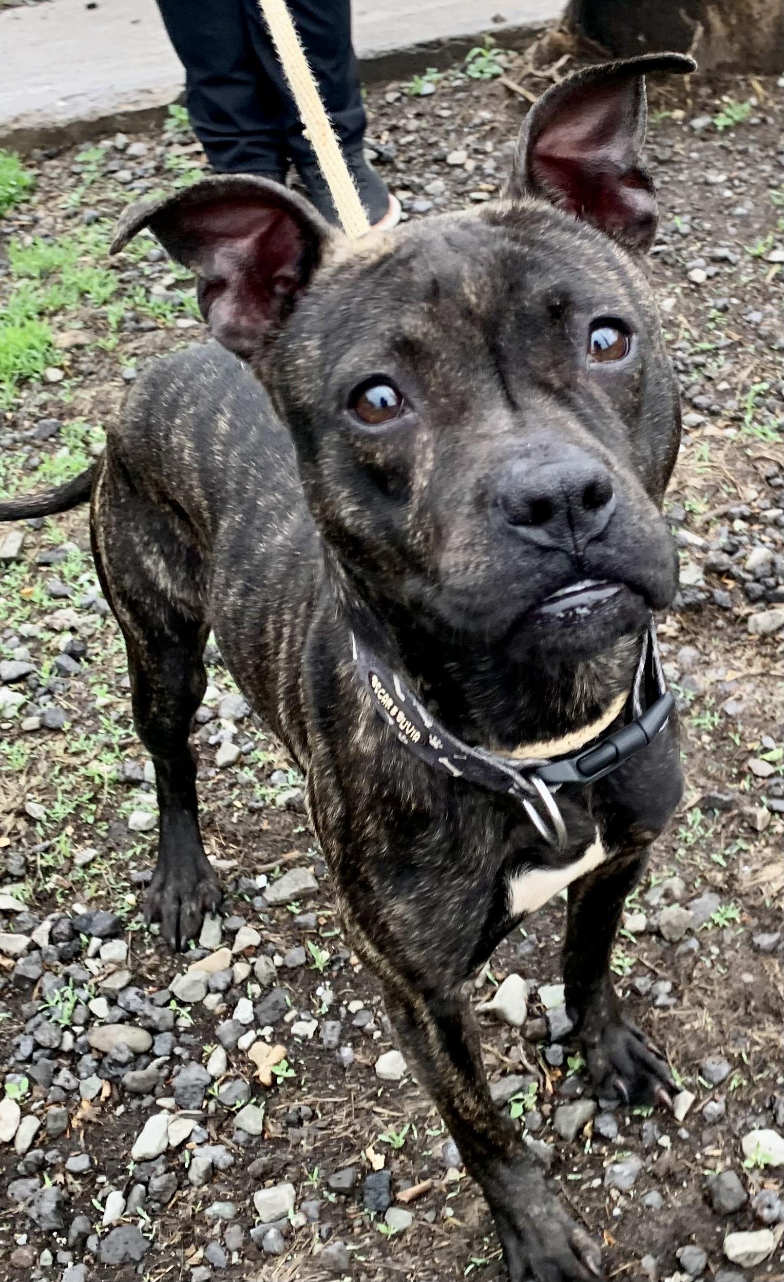 Pip, an adopted Mixed Breed in McKeesport, PA image 2/6