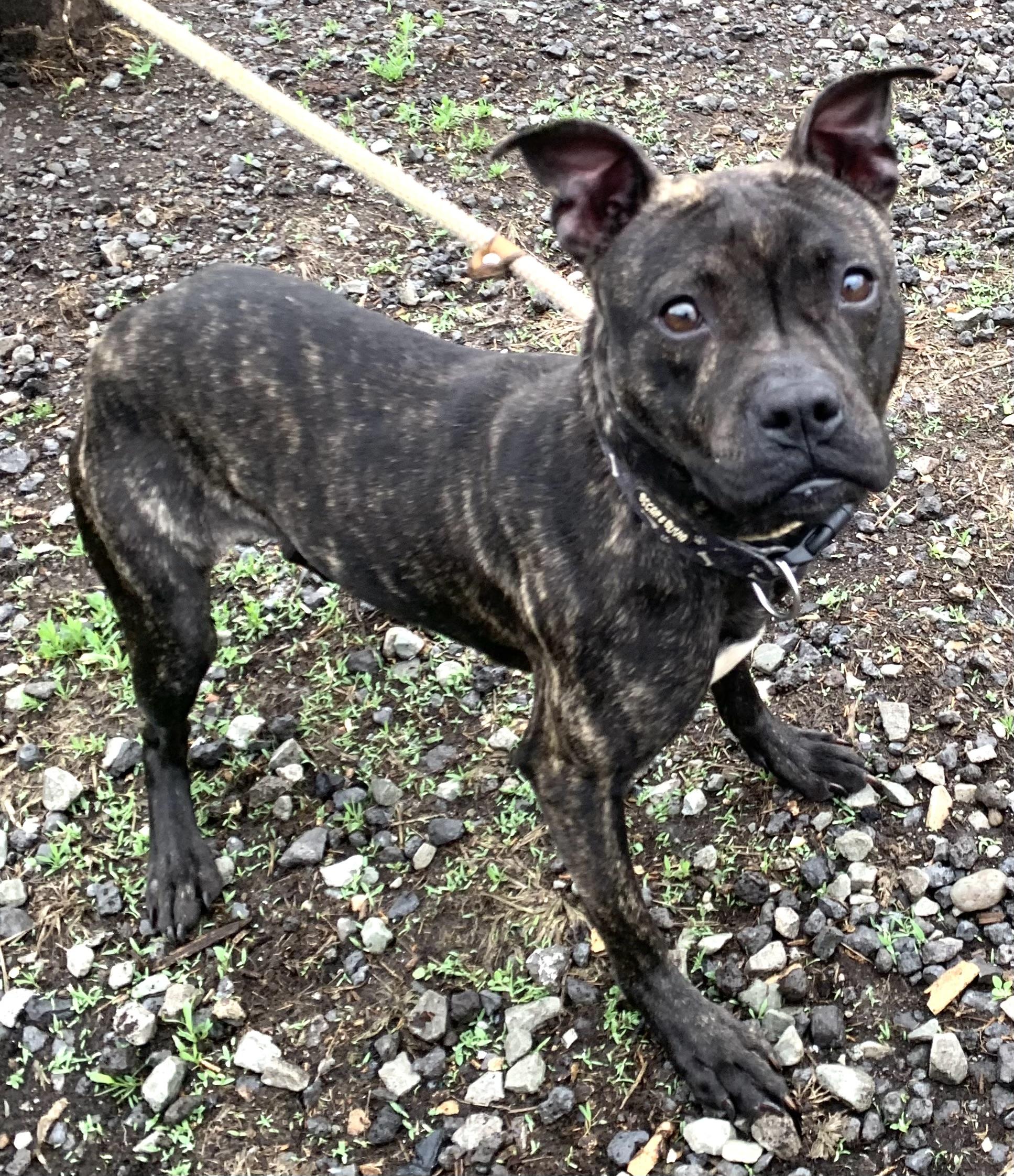 Pip, adopted, Young Female Mixed Breed.