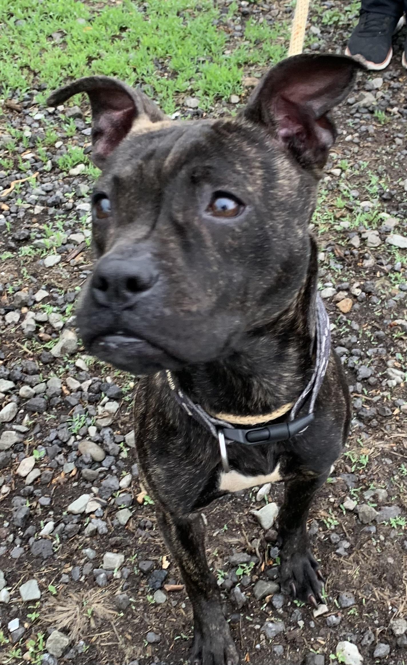 Pip, an adopted Mixed Breed in McKeesport, PA image 5/6