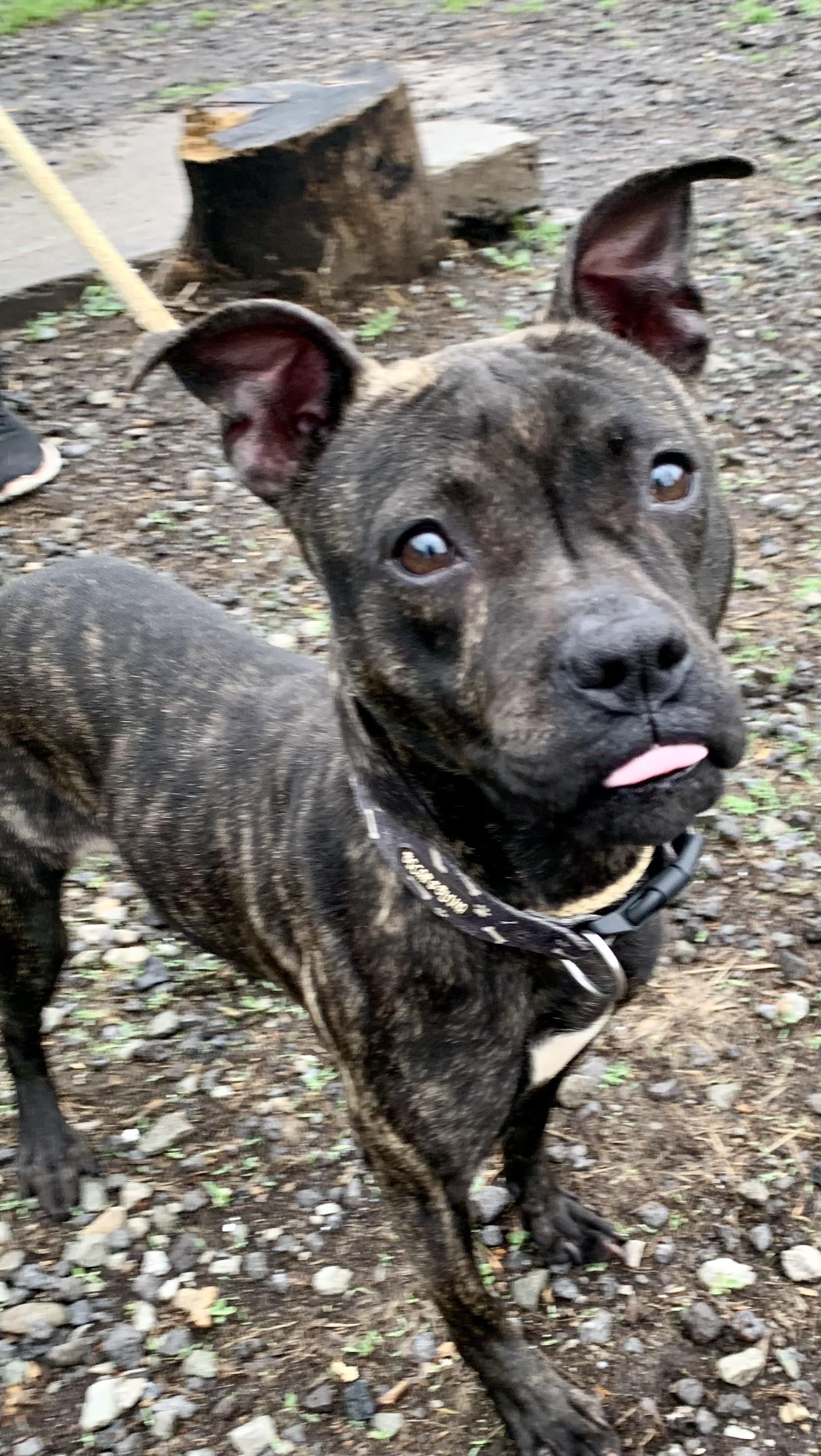 Pip, an adopted Mixed Breed in McKeesport, PA image 6/6