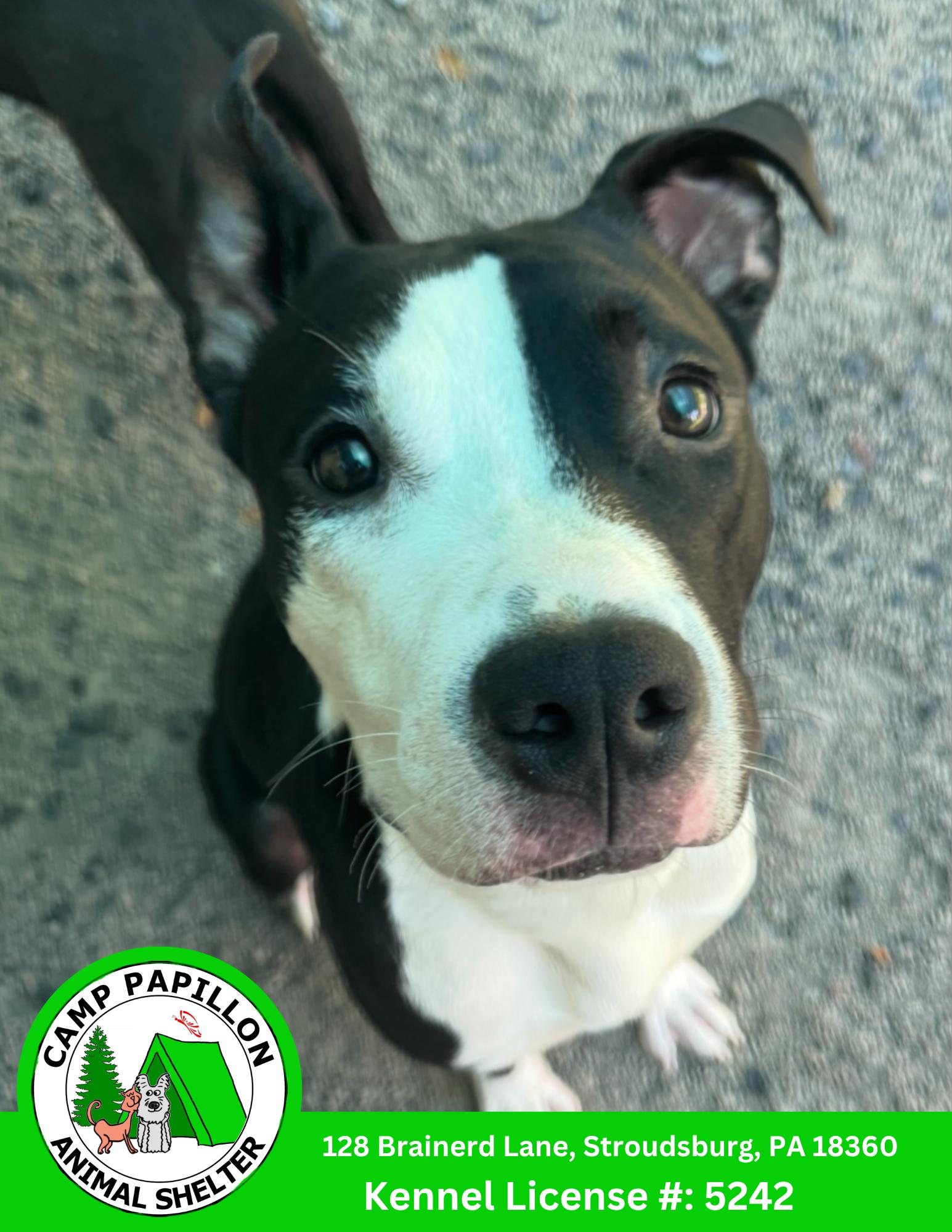 Enlarge Billy, a Adoptable Pit Bull Terrier in Stroudsburg, PA image 1/2