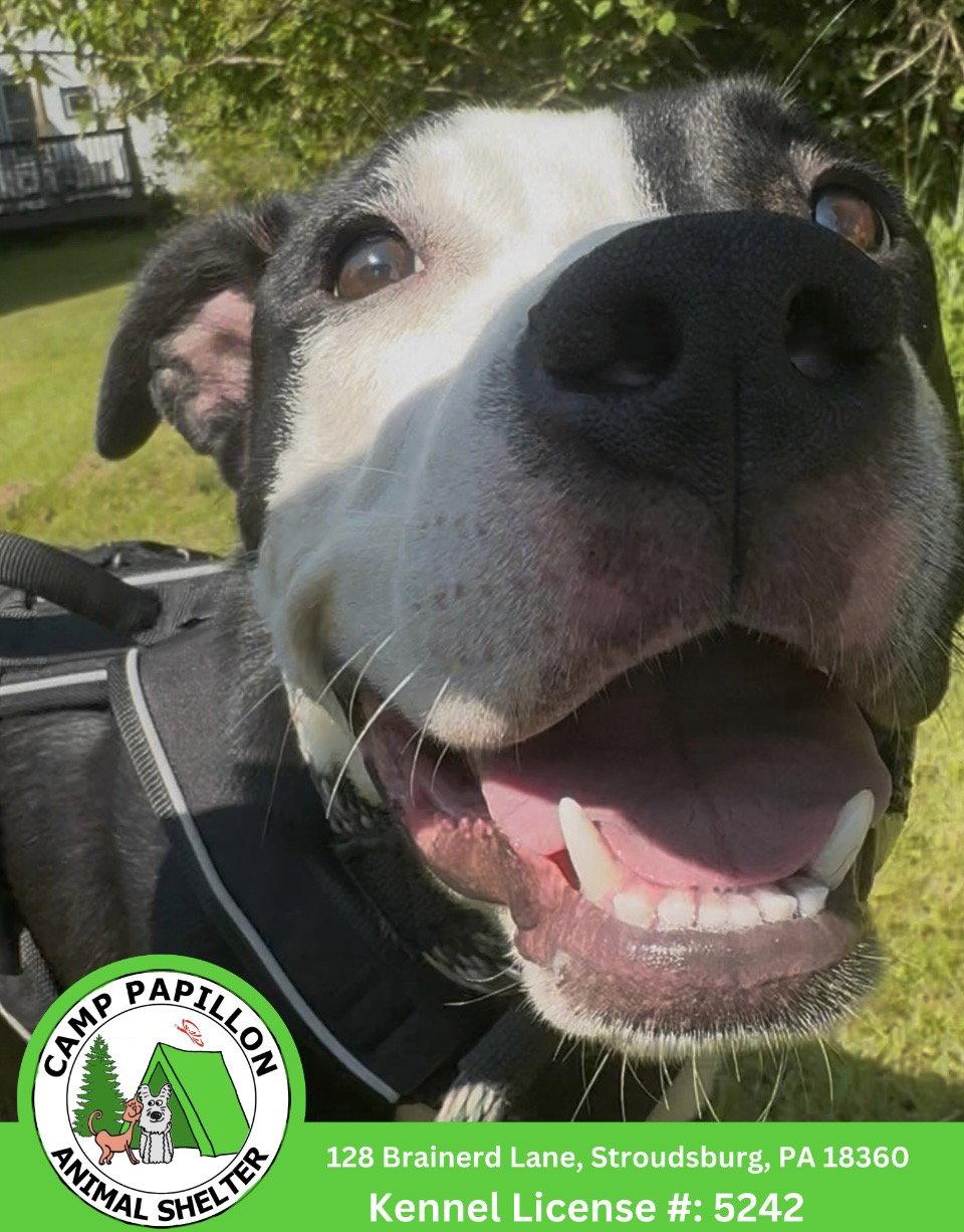 Enlarge Billy, a Adoptable Pit Bull Terrier in Stroudsburg, PA image 2/2
