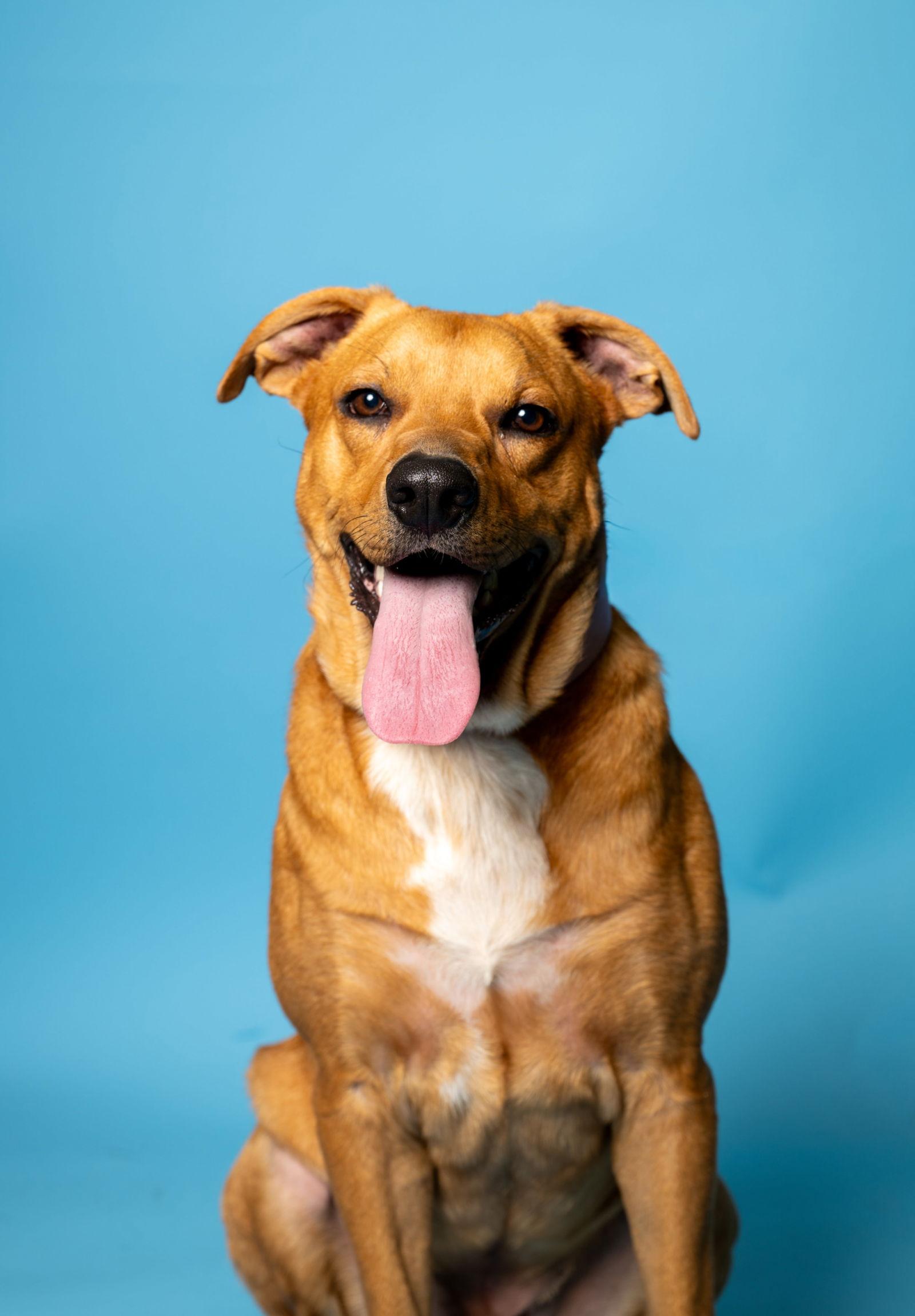 Enlarge Mason, a Adoptable mixed breed in Richardson, TX image 1/3
