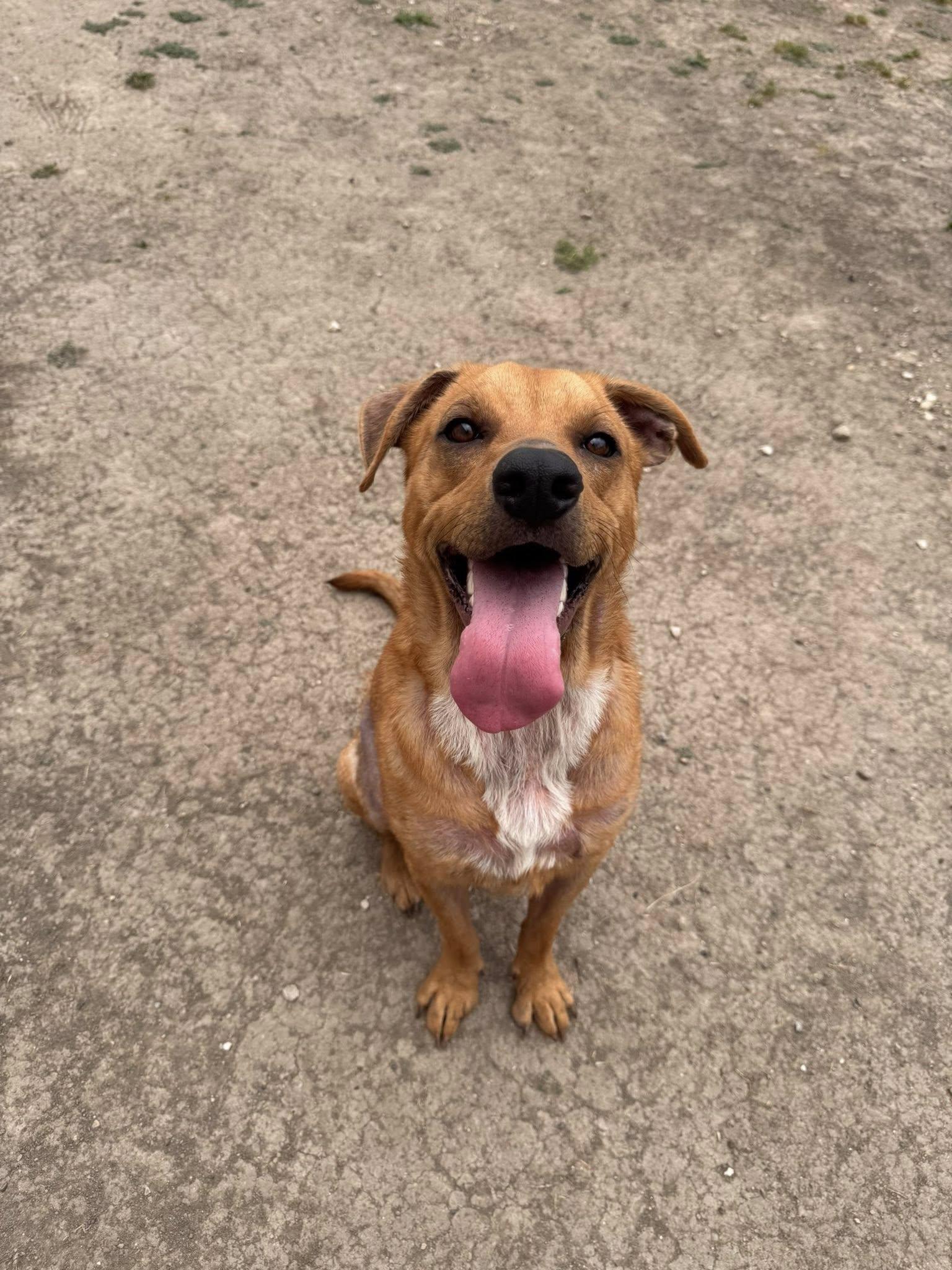 Enlarge Mason, a Adoptable mixed breed in Richardson, TX image 2/3