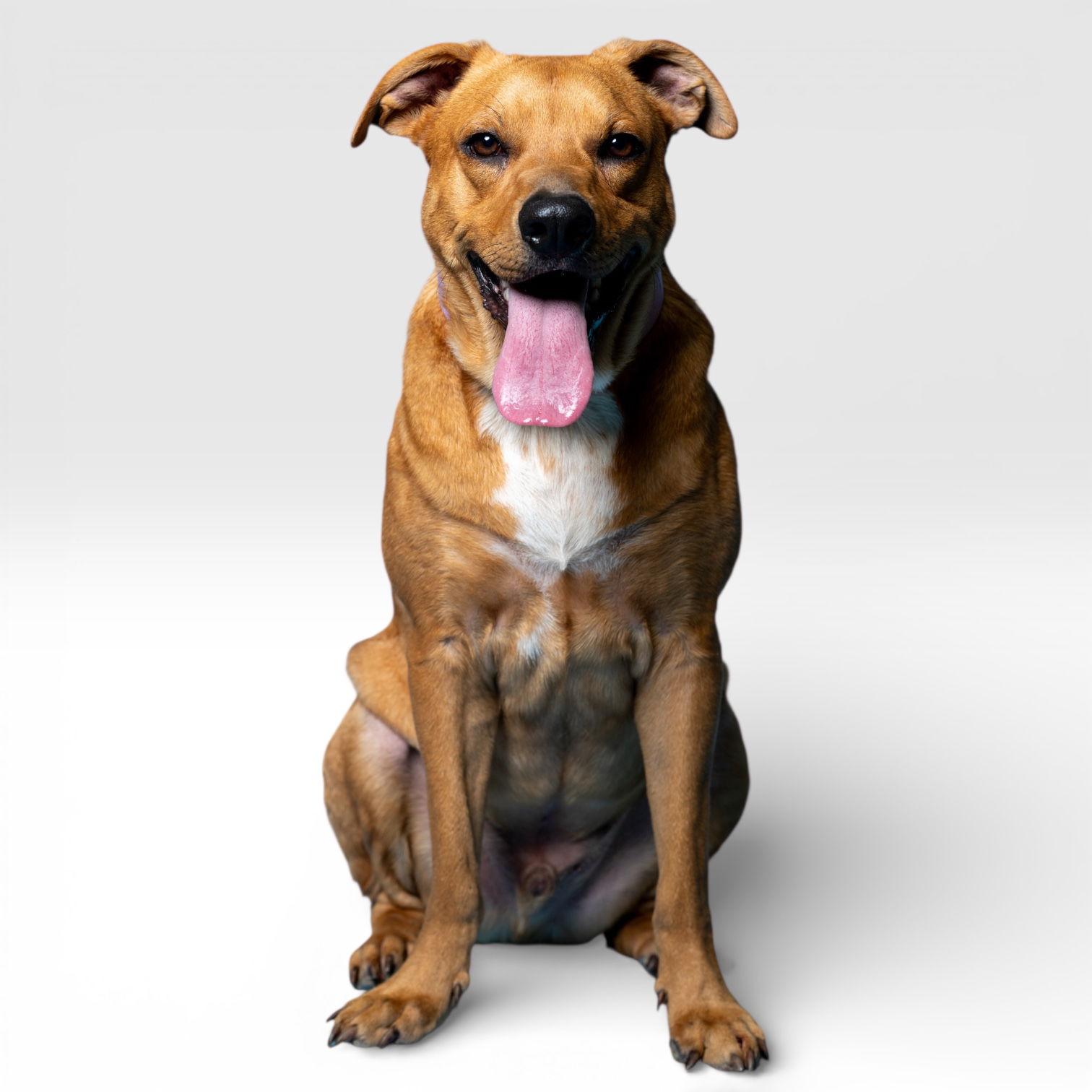 Enlarge Mason, a Adoptable mixed breed in Richardson, TX image 3/3