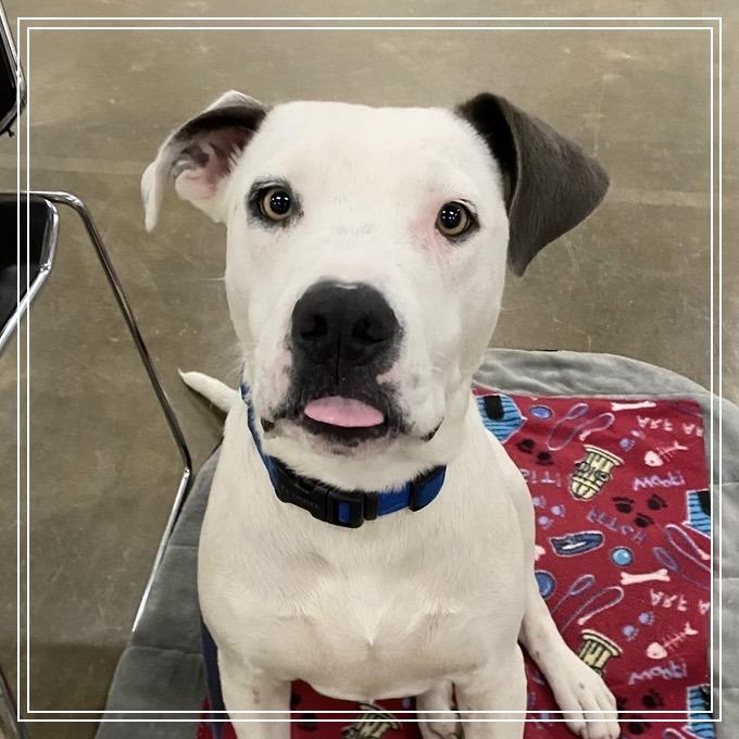 Enlarge Ralphy, a Adoptable mixed breed in Little Rock, AR image 1/1