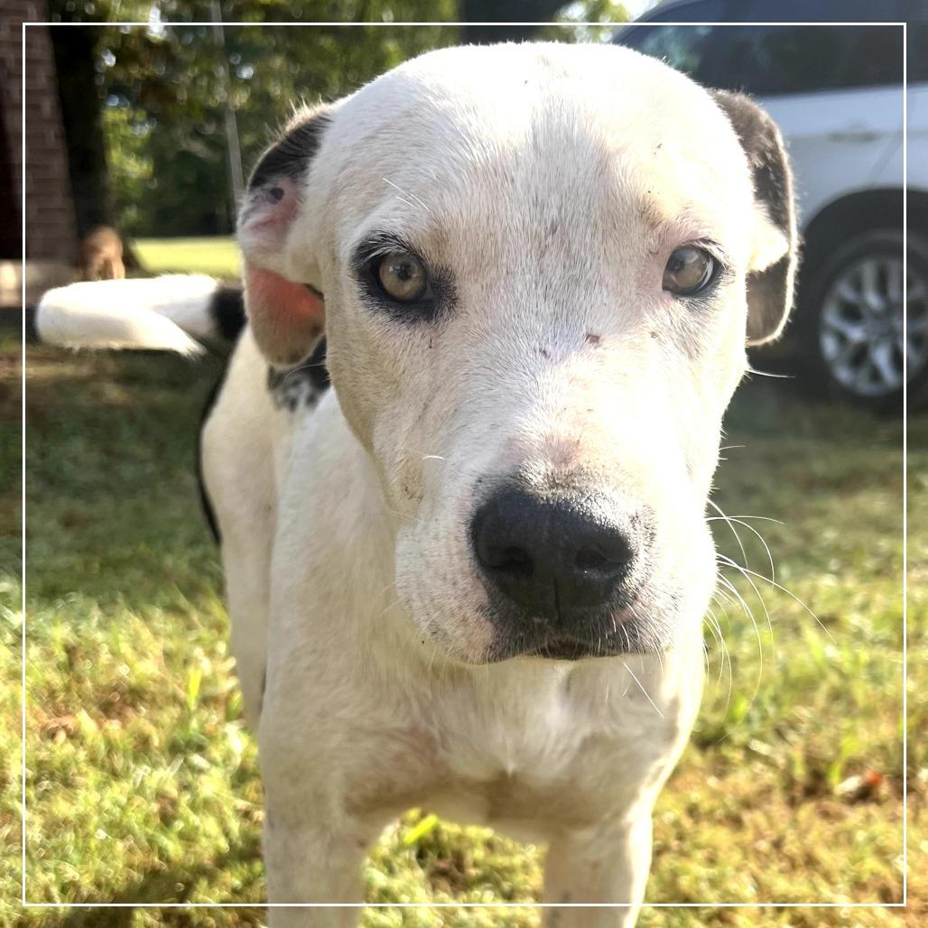 Ralphy, a Adoptable mixed breed in Little Rock, AR image 1/5